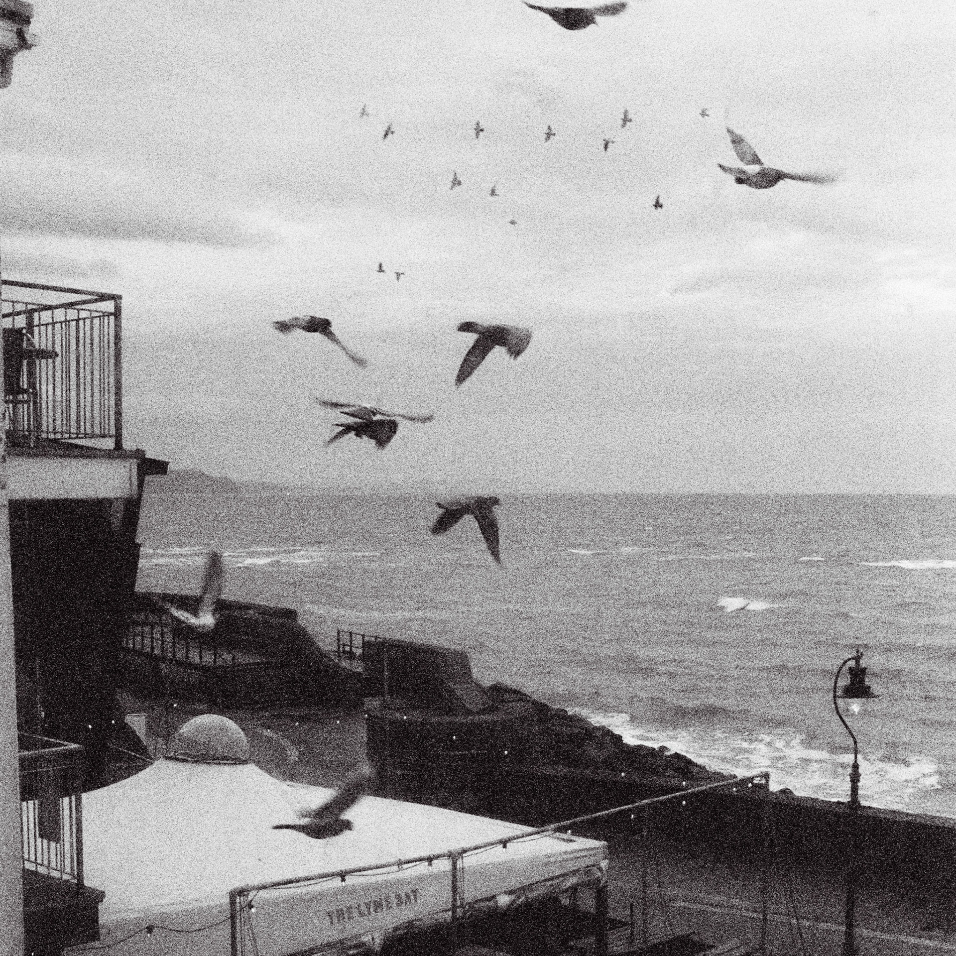 Birds, Lyme Regis
