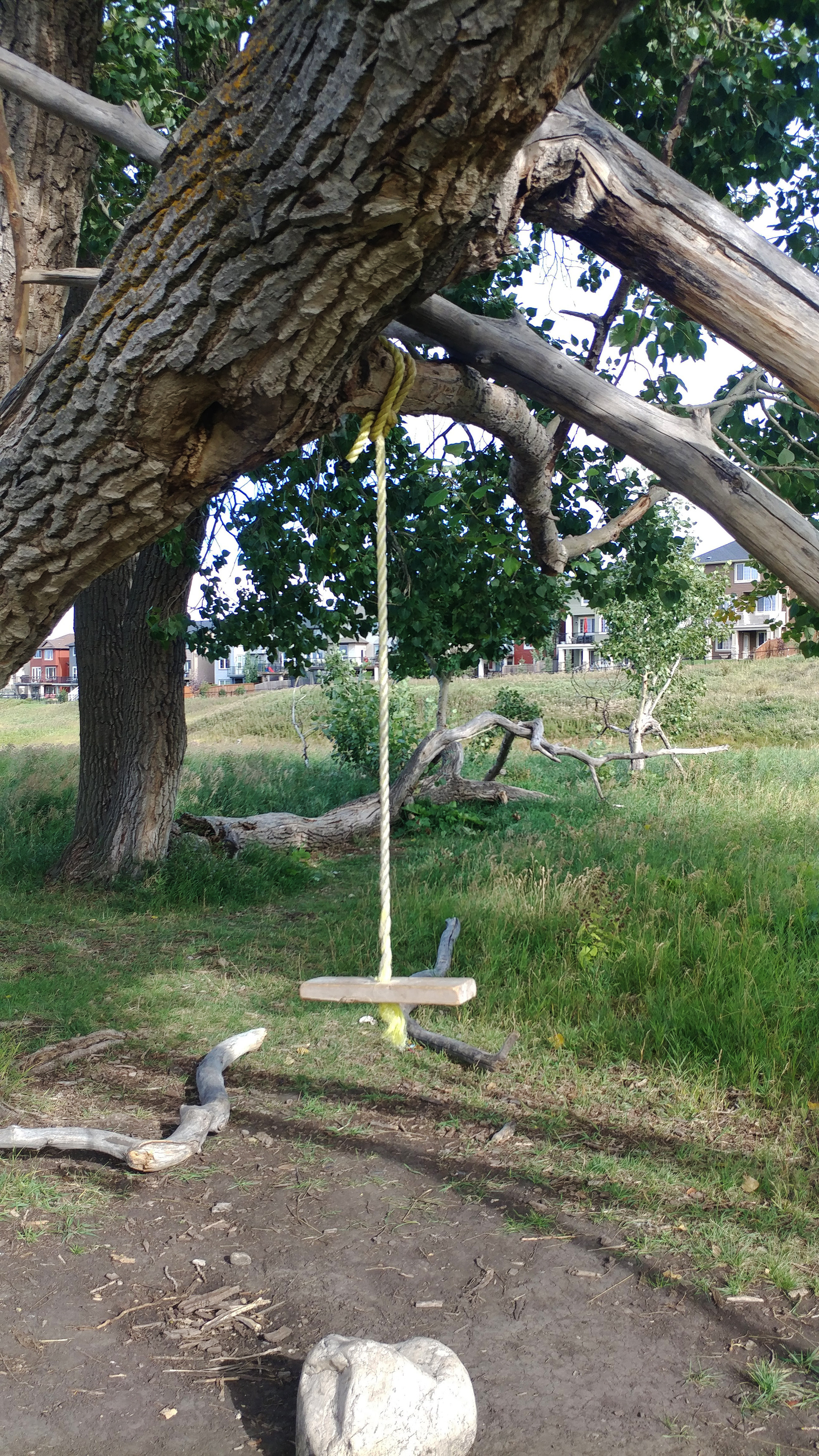 This is a close up of the "big tree" that the neighbourhood kids play in.
