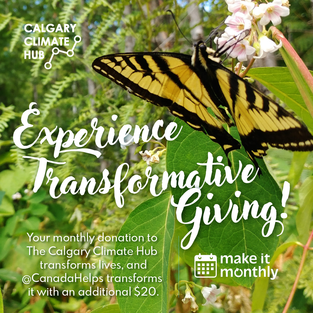 A Tiger Swallowtail butterfly representing metamorphosis and positive change.