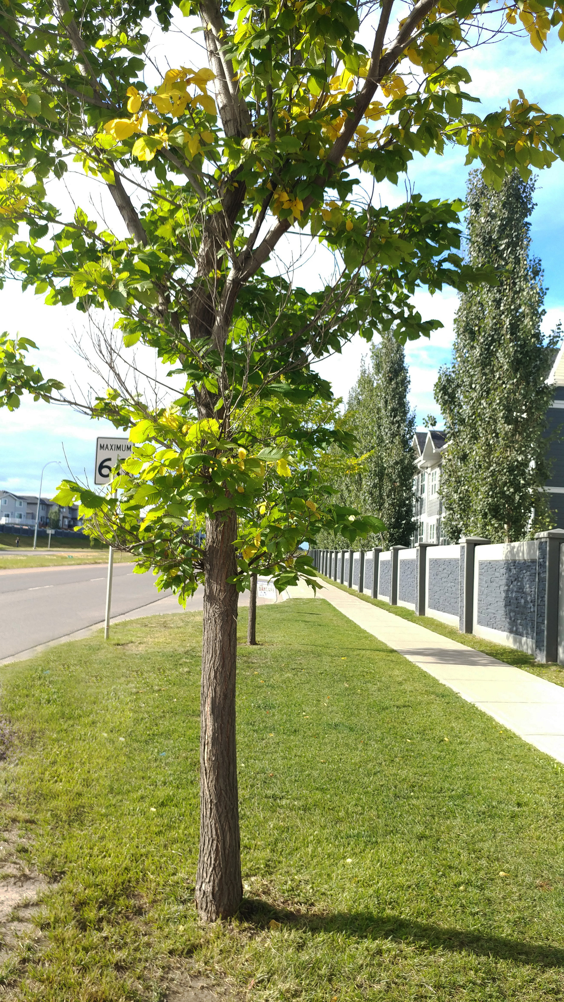 Here is a typical streetscape in Sage Hill.