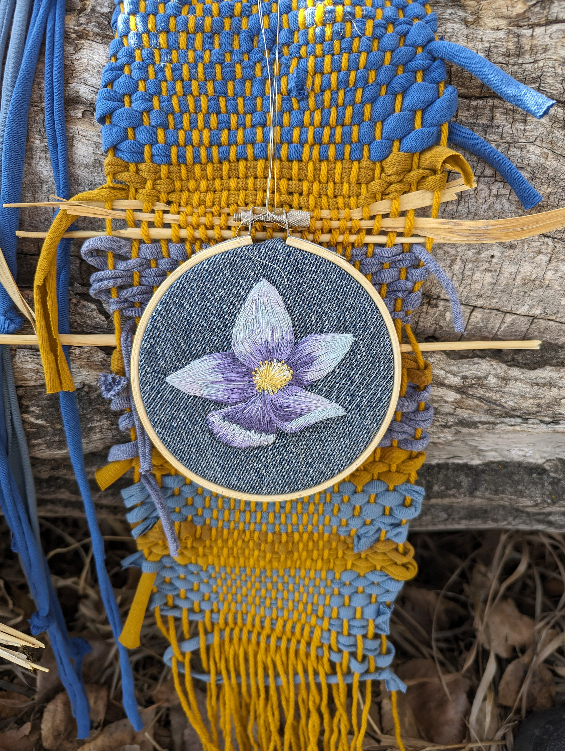 Manitoba's provincial flower, the prairie crocus.