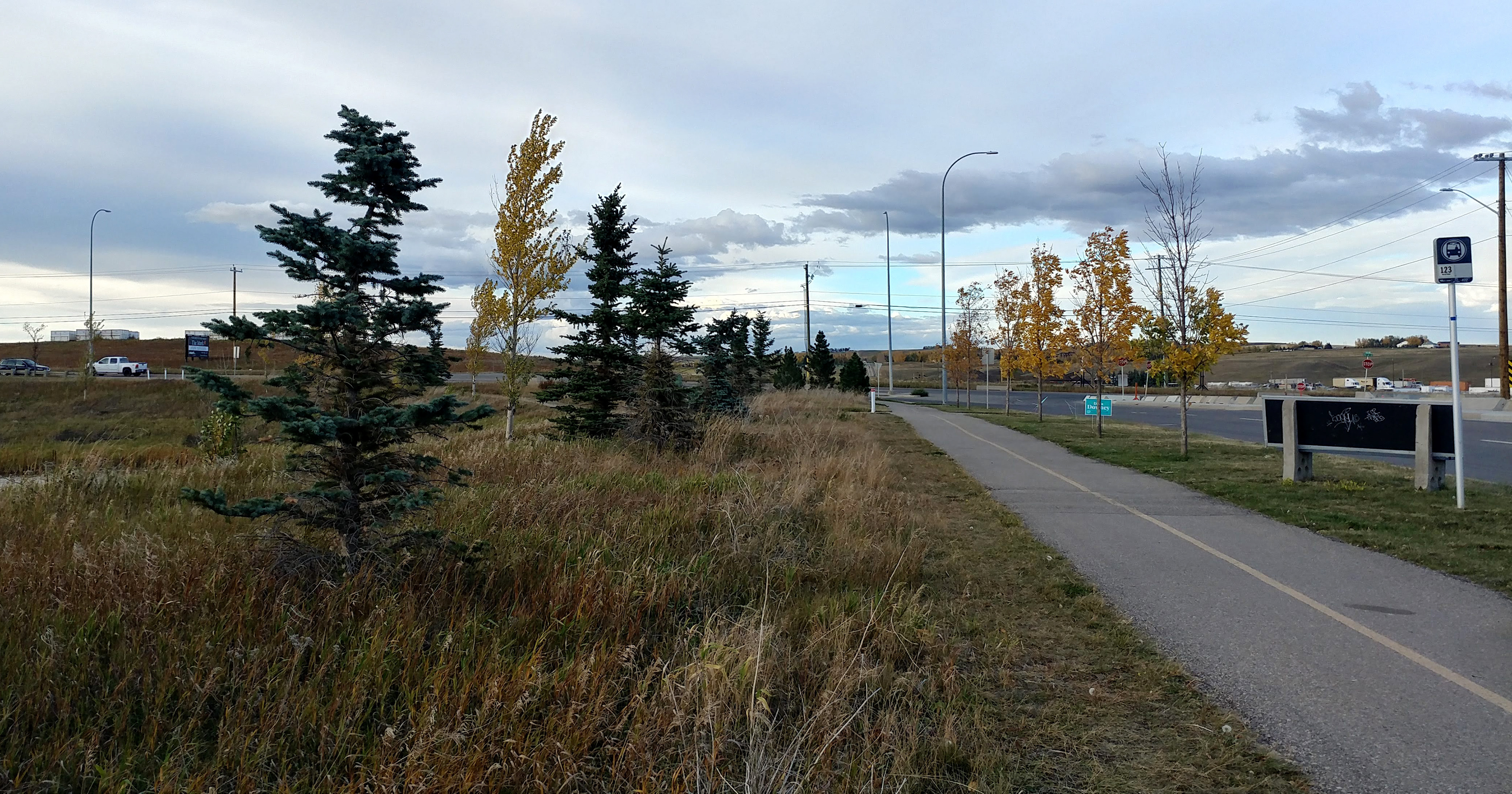 Few coniferous trees are present on the boulevards.