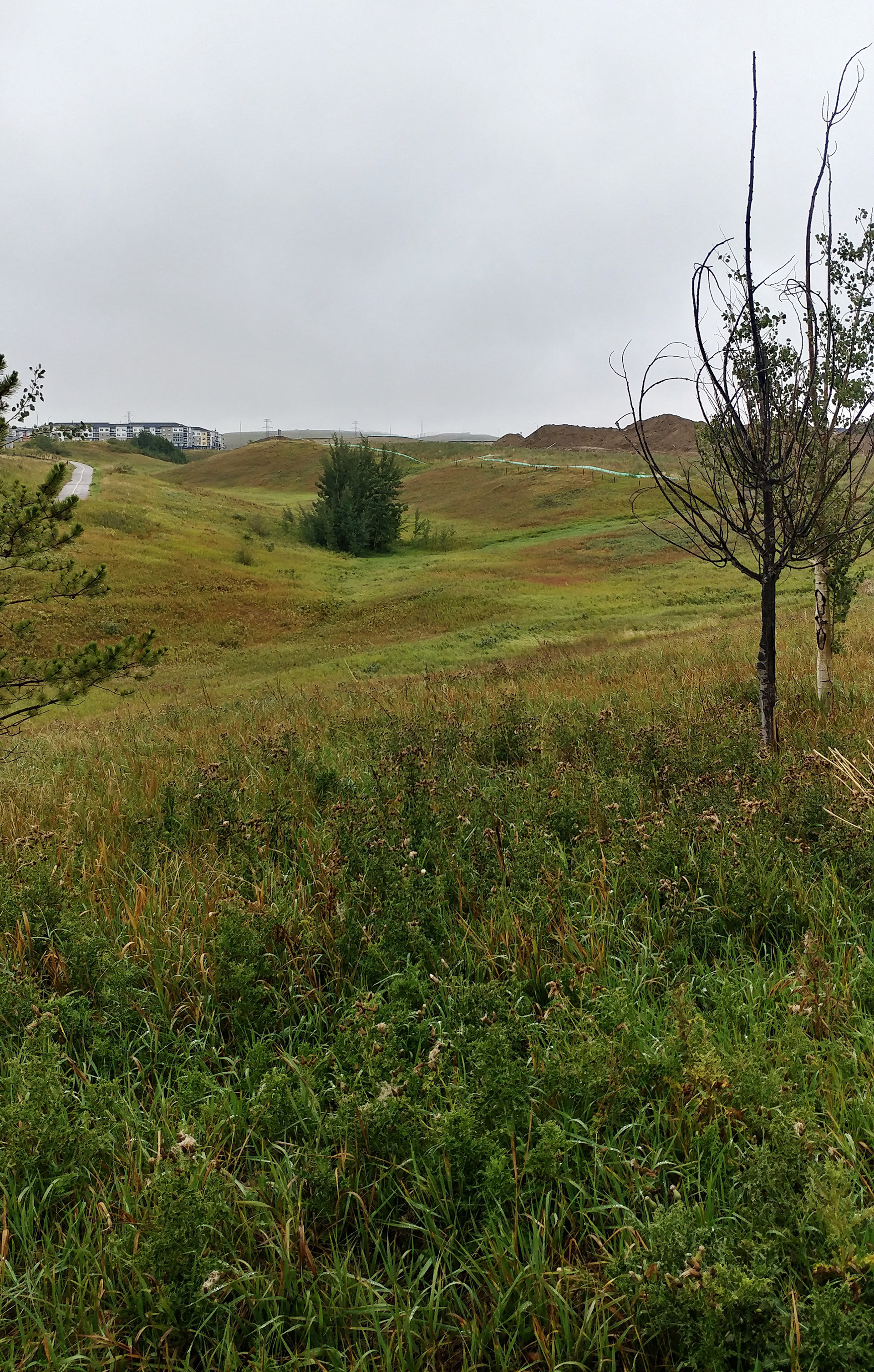 Grass and bushes change colour in the autumn.
