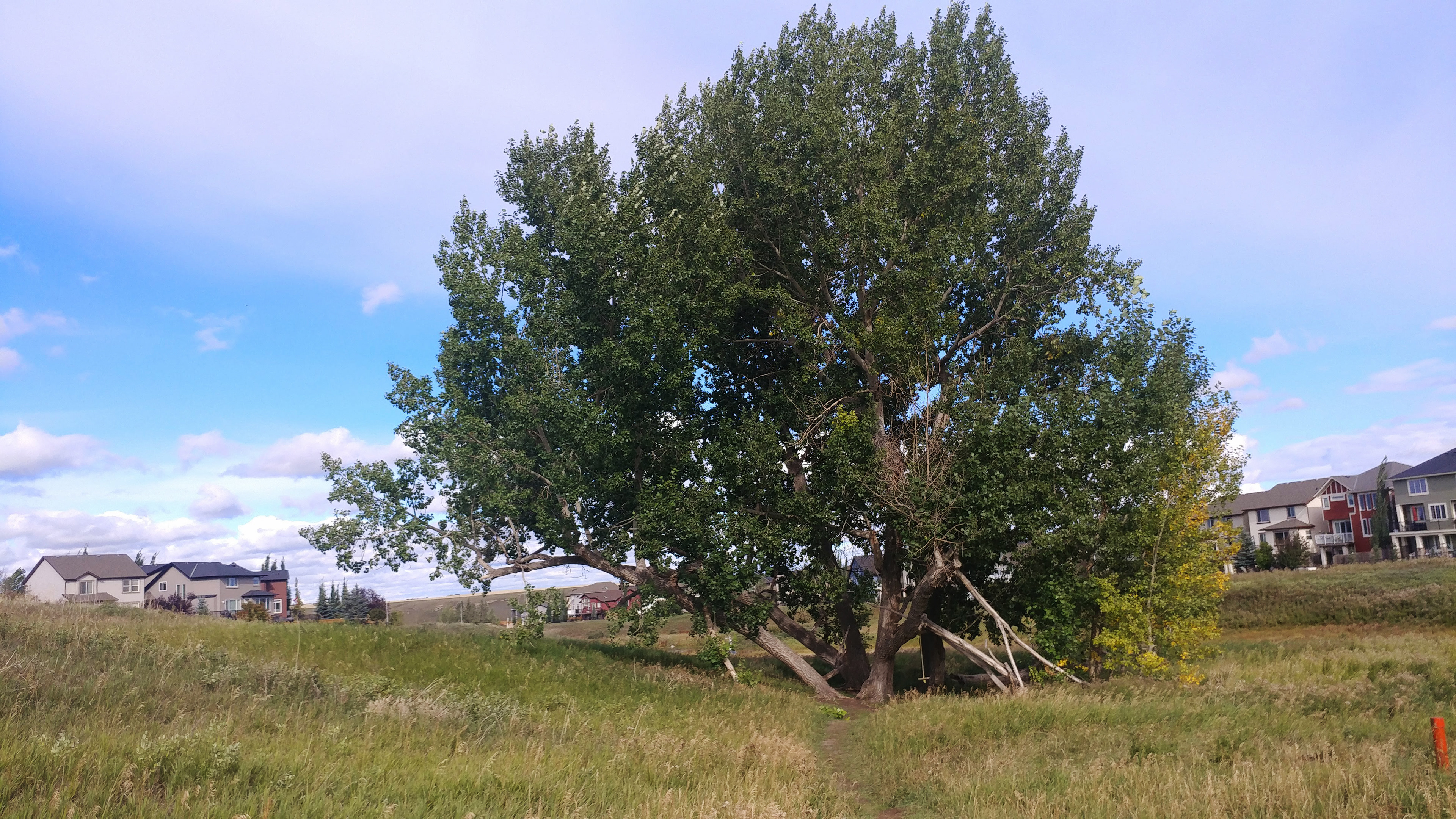 This is the original big tree in the neighbourhood.