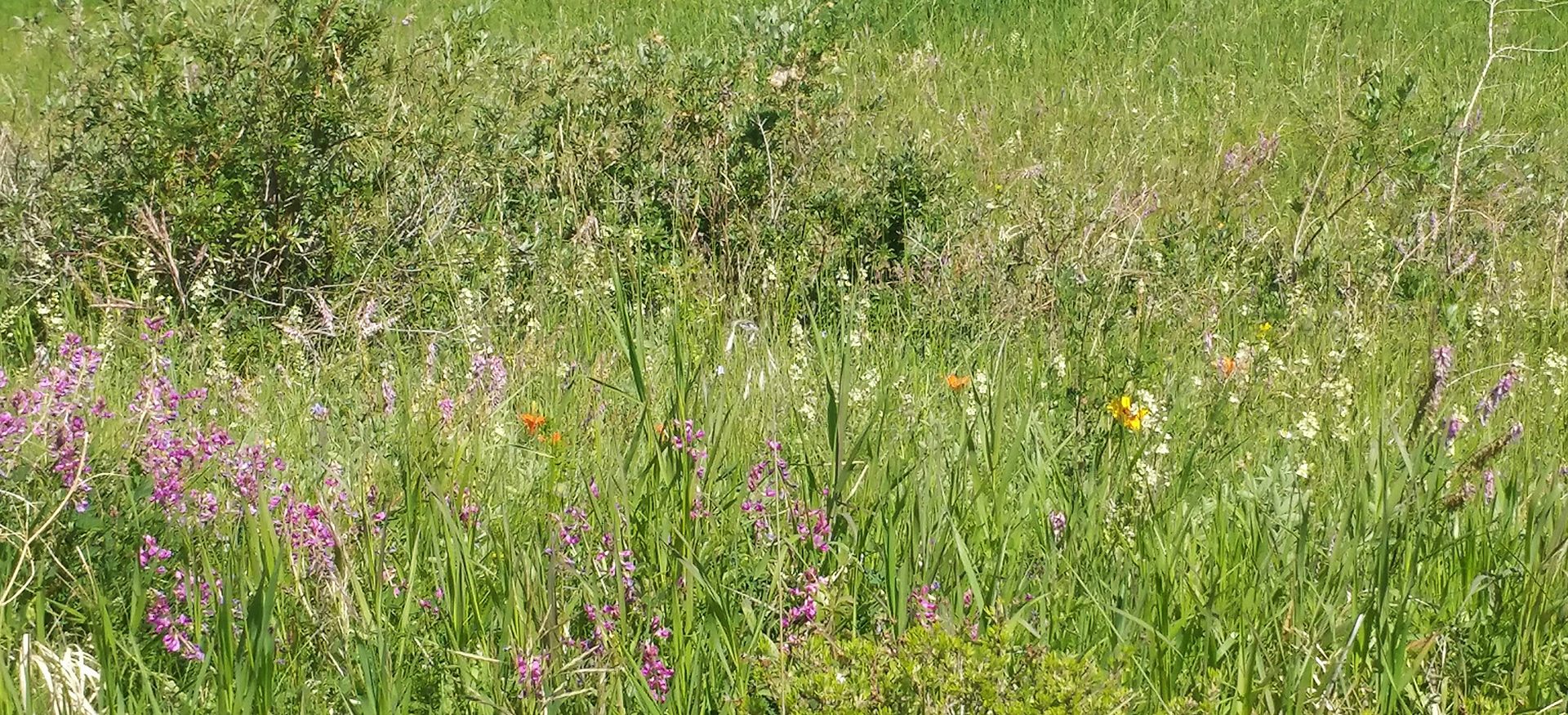 A variety of wildflowers growing in the untouched grassland area in Sage Hill.