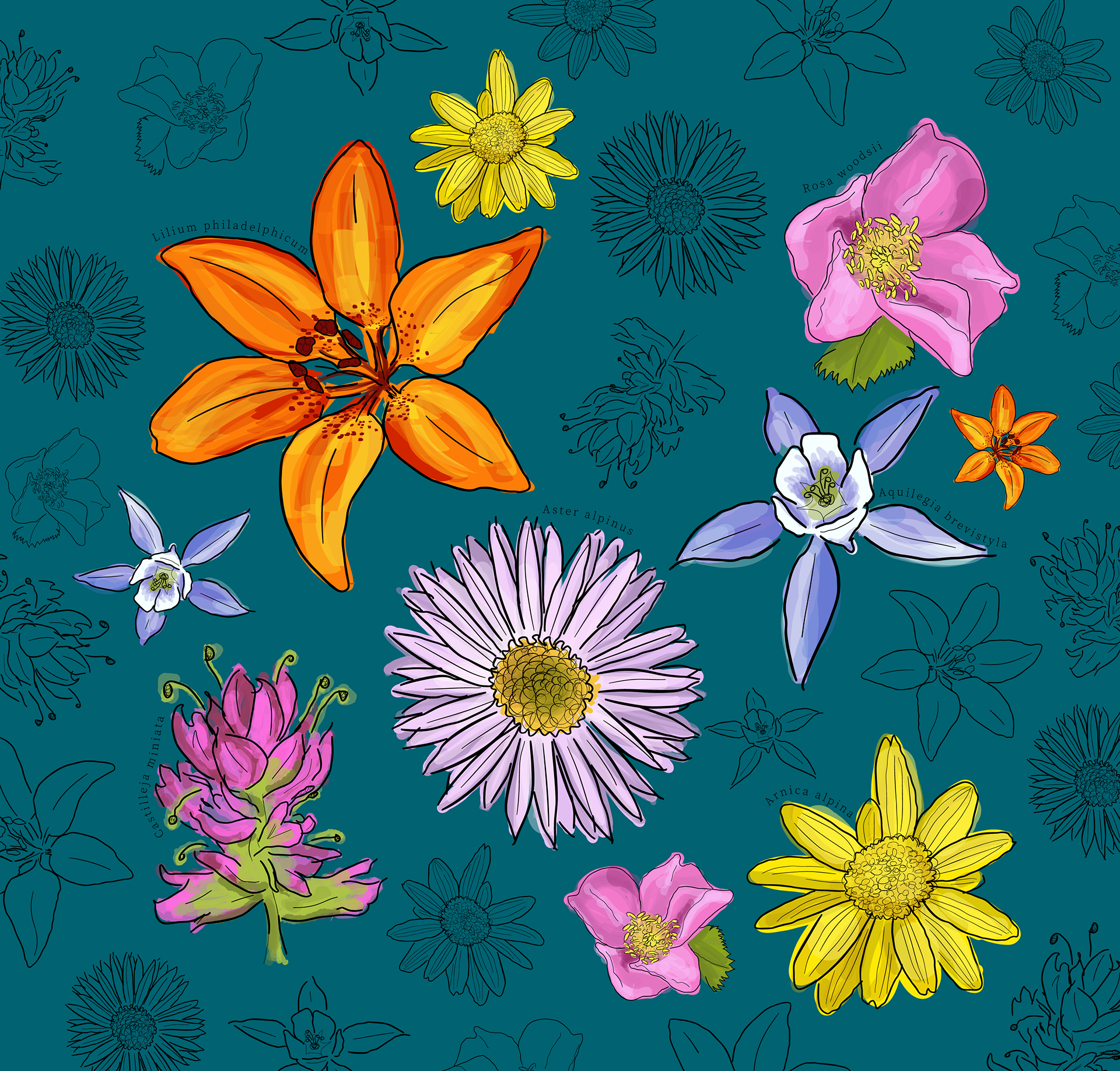 Colourful Banff wildflowers.