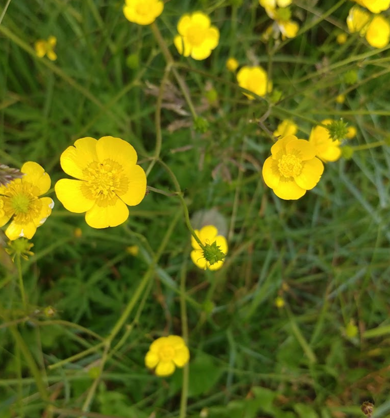 Yellow buttercup flowers that flourish in the grasslands.