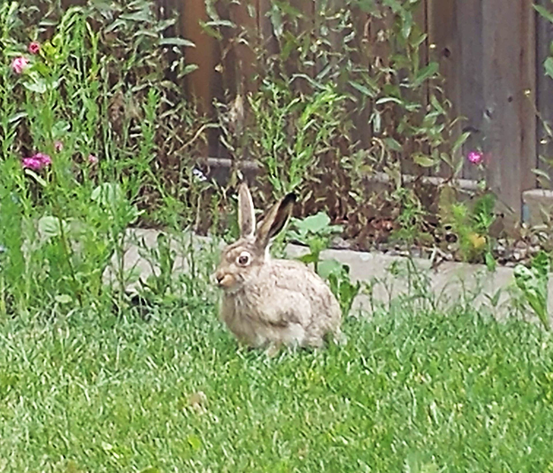 A local hare.