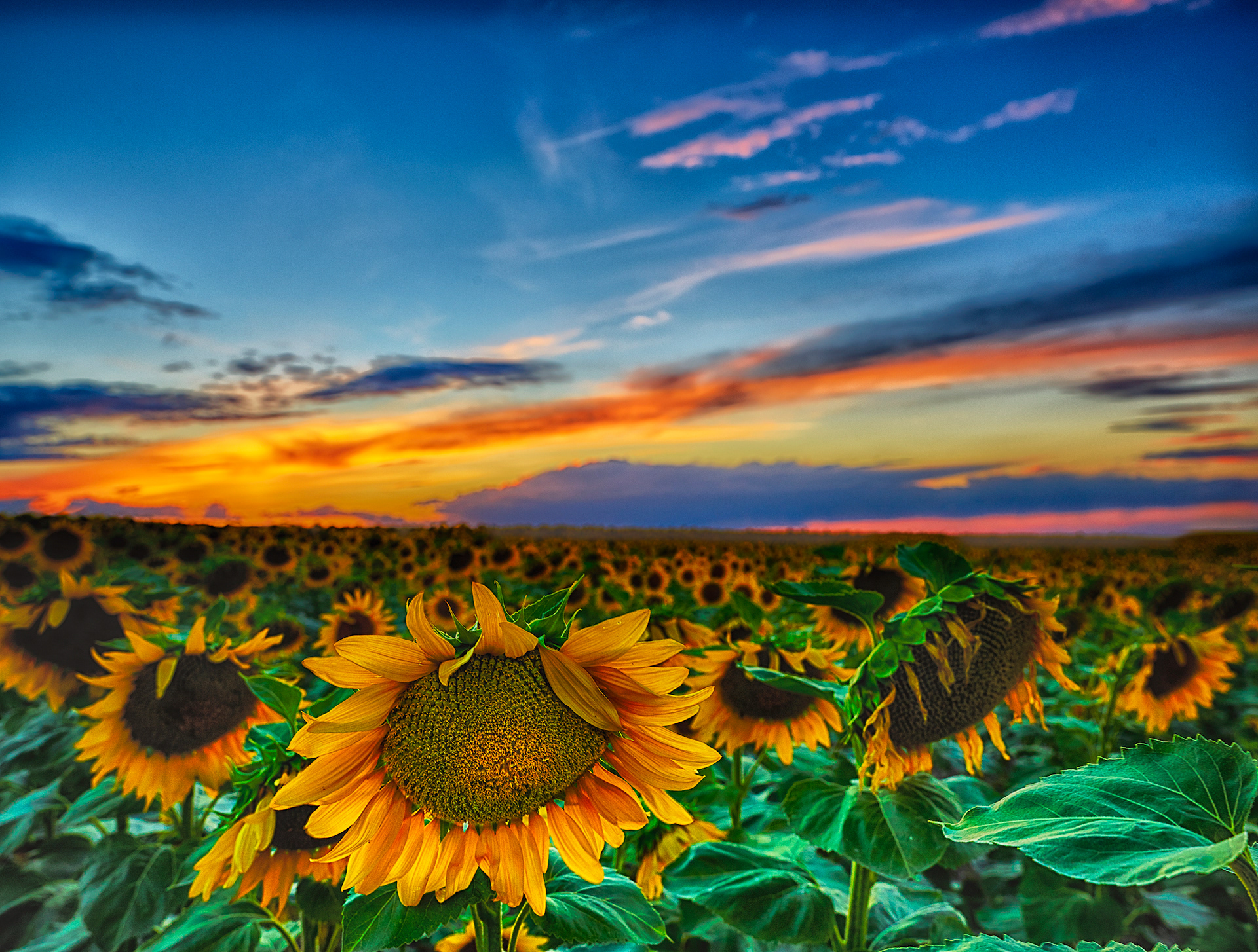 Sunflowers at Sunset, Denver