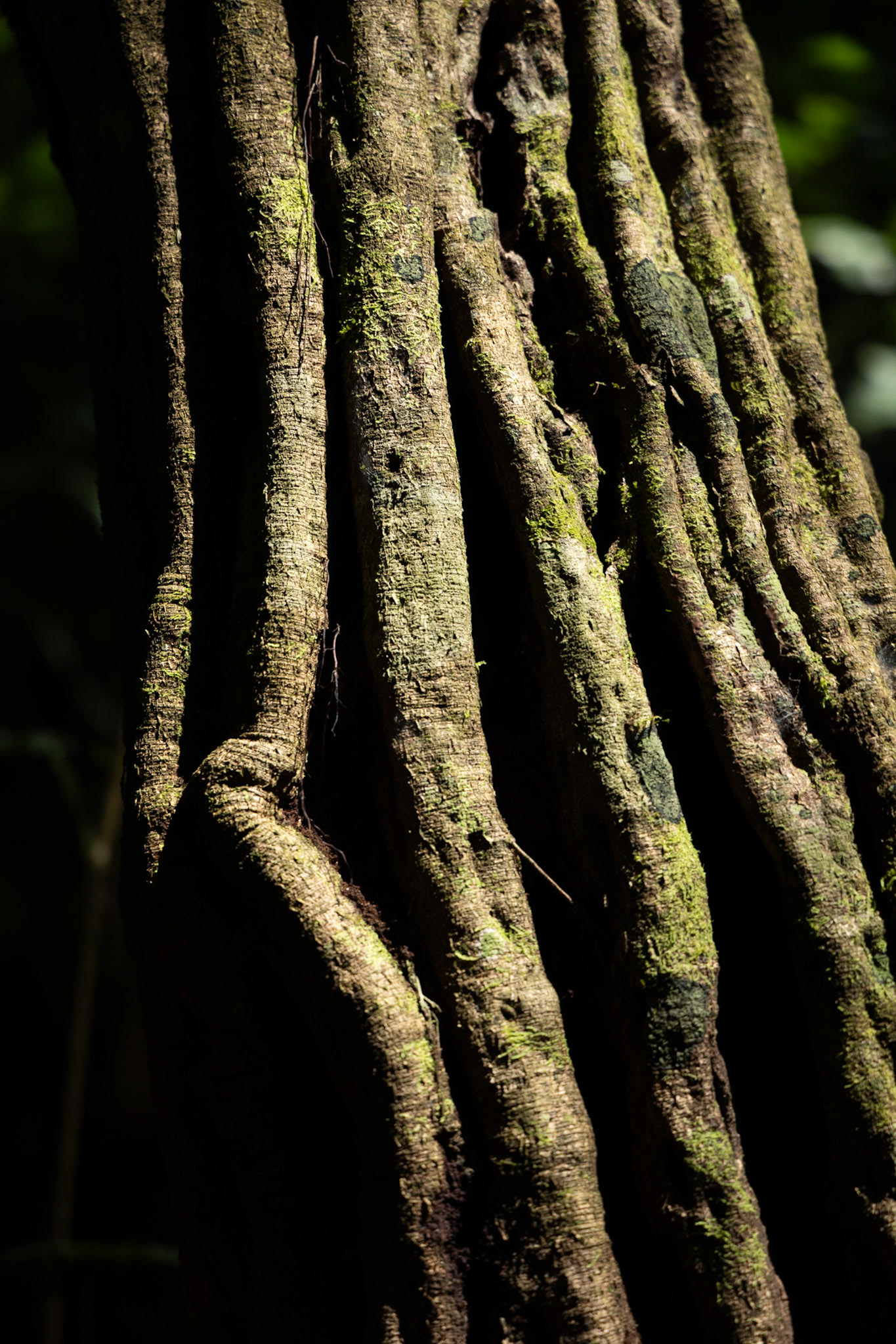 Parque Nacional del Manu, Madre De Dios, Perú - Agosto 2023