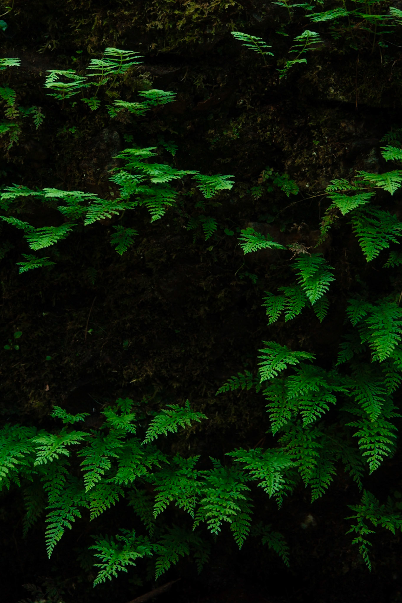 Hojas en Bussaco