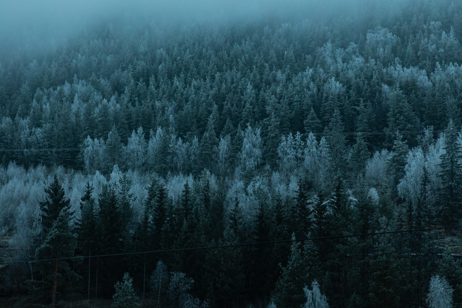 Northern trees