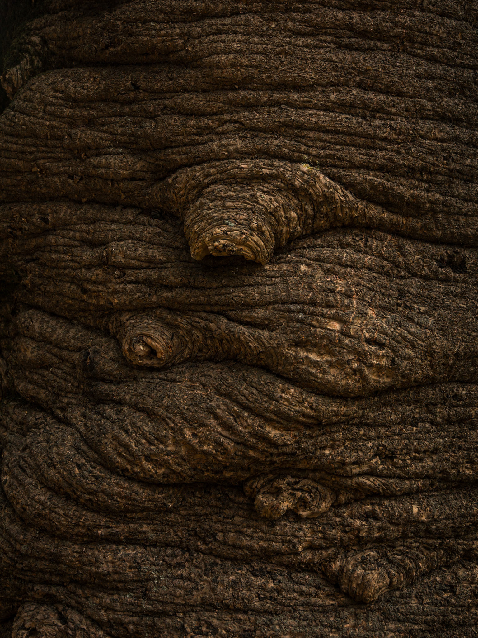 Jaba da árbol