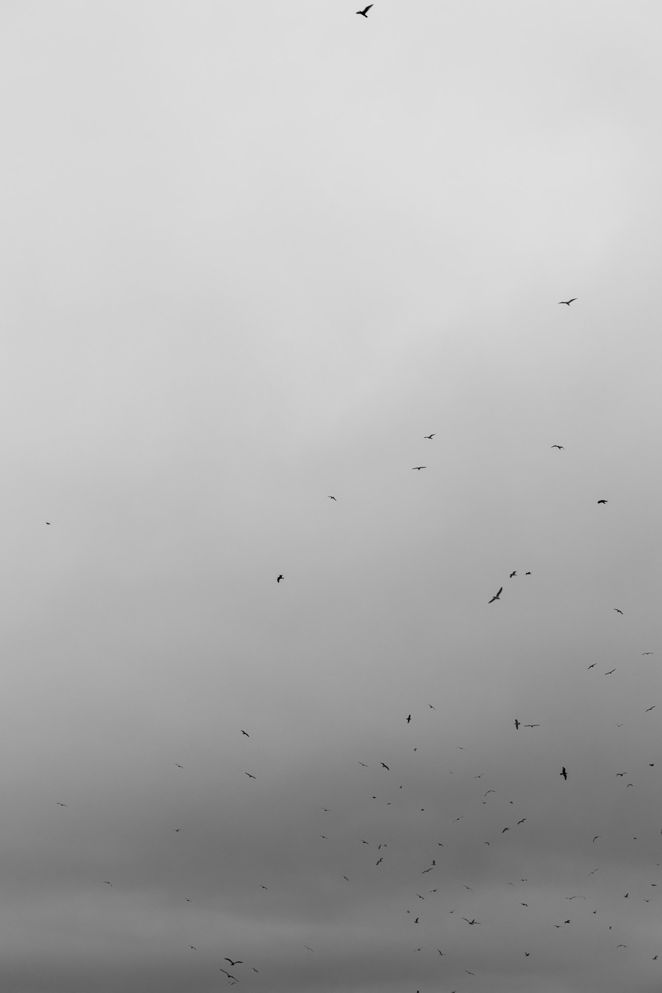Gaviotas de fiordo
