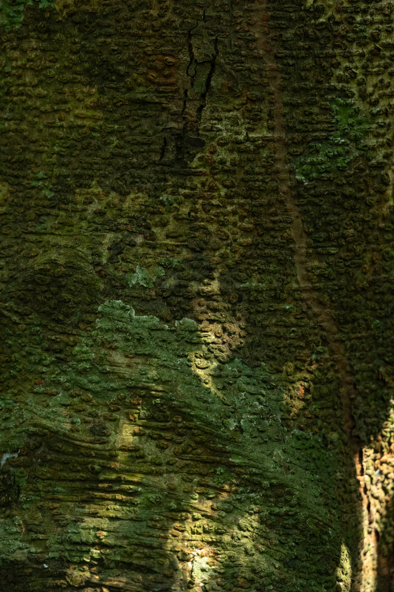 Parque Nacional del Manu, Madre De Dios, Perú - Agosto 2023