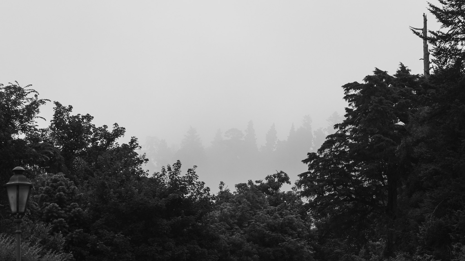 Capas de bosque Bussaco