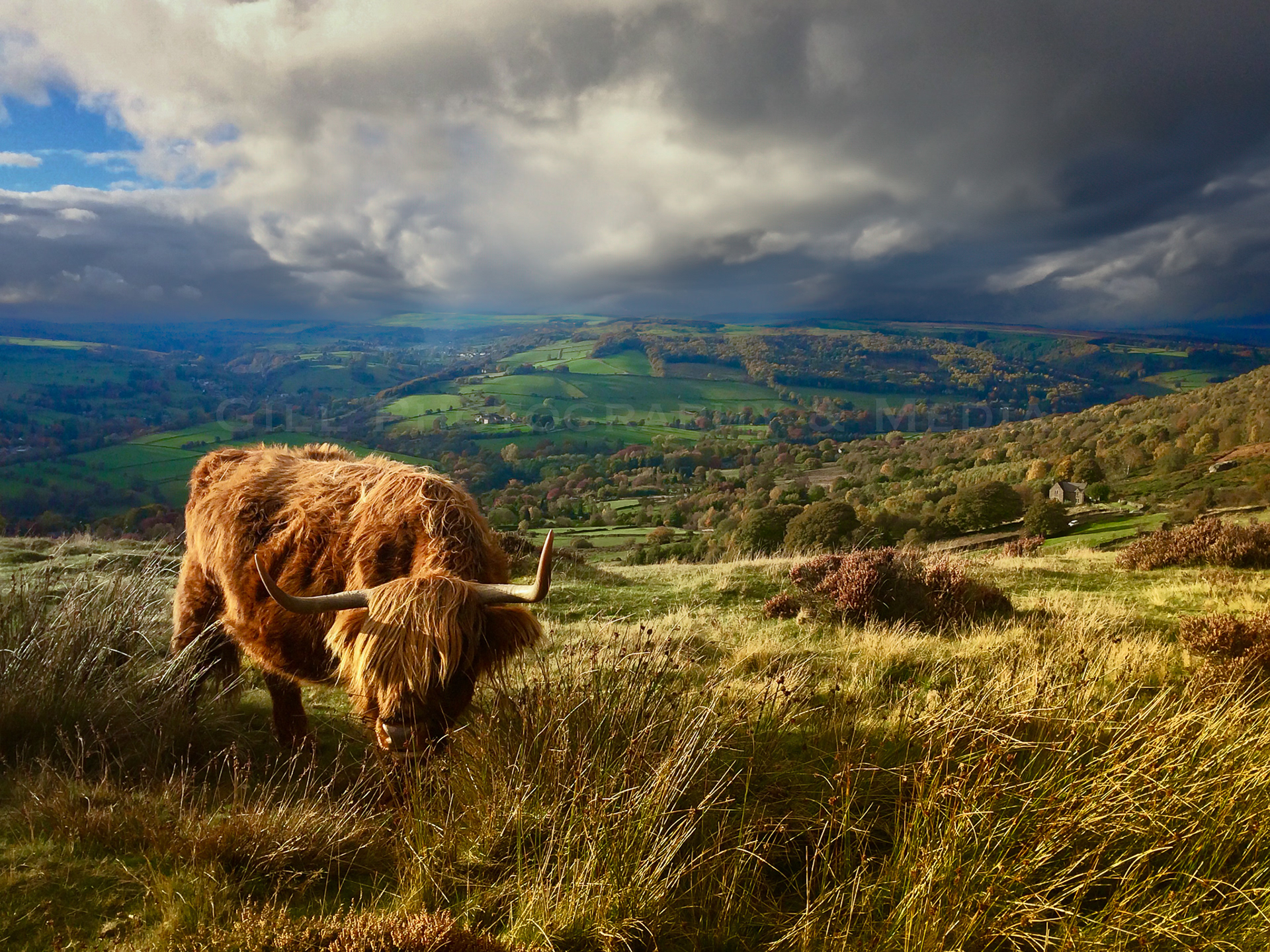 Highland Cow Grazing - Baslow Edge
