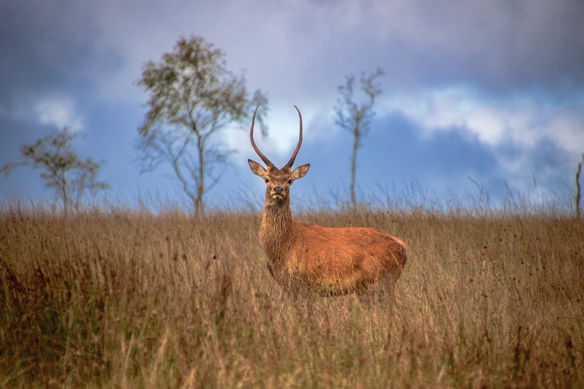 Young Red Deer Stag