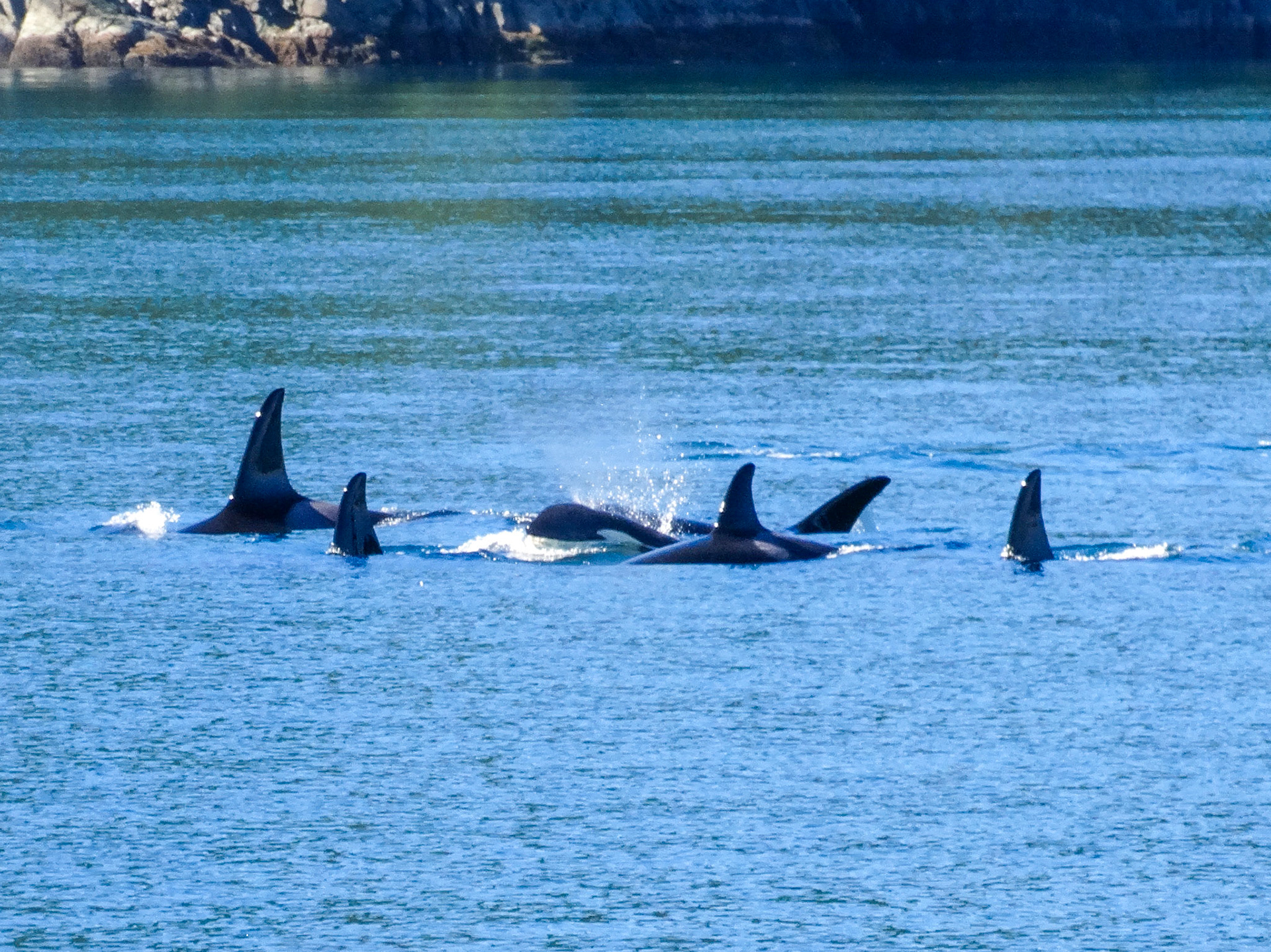 Orca family resting