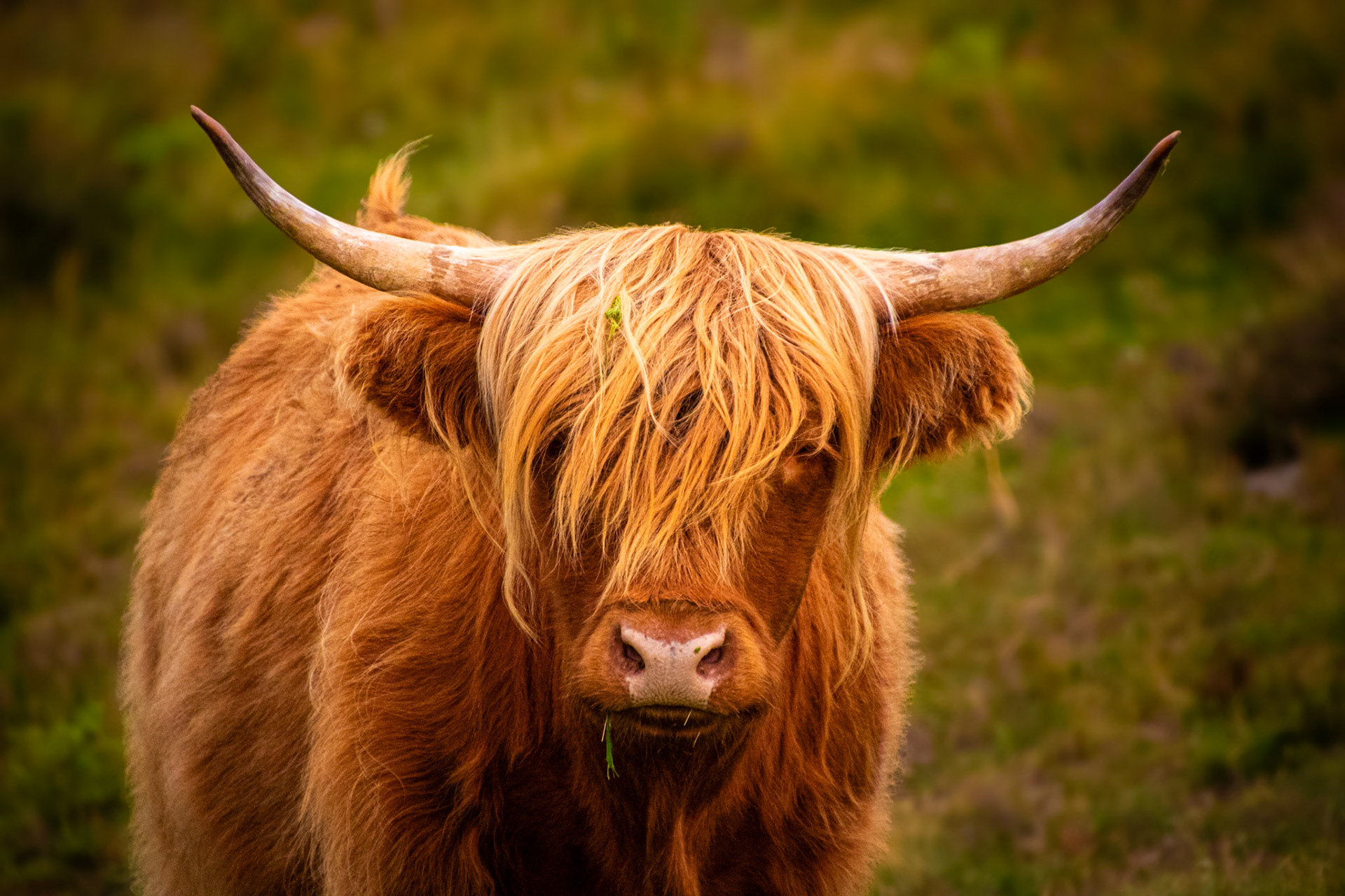 Highland Cow