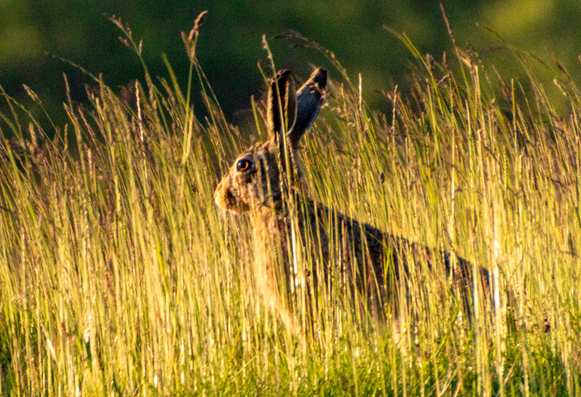 Brown Hare, Peak District