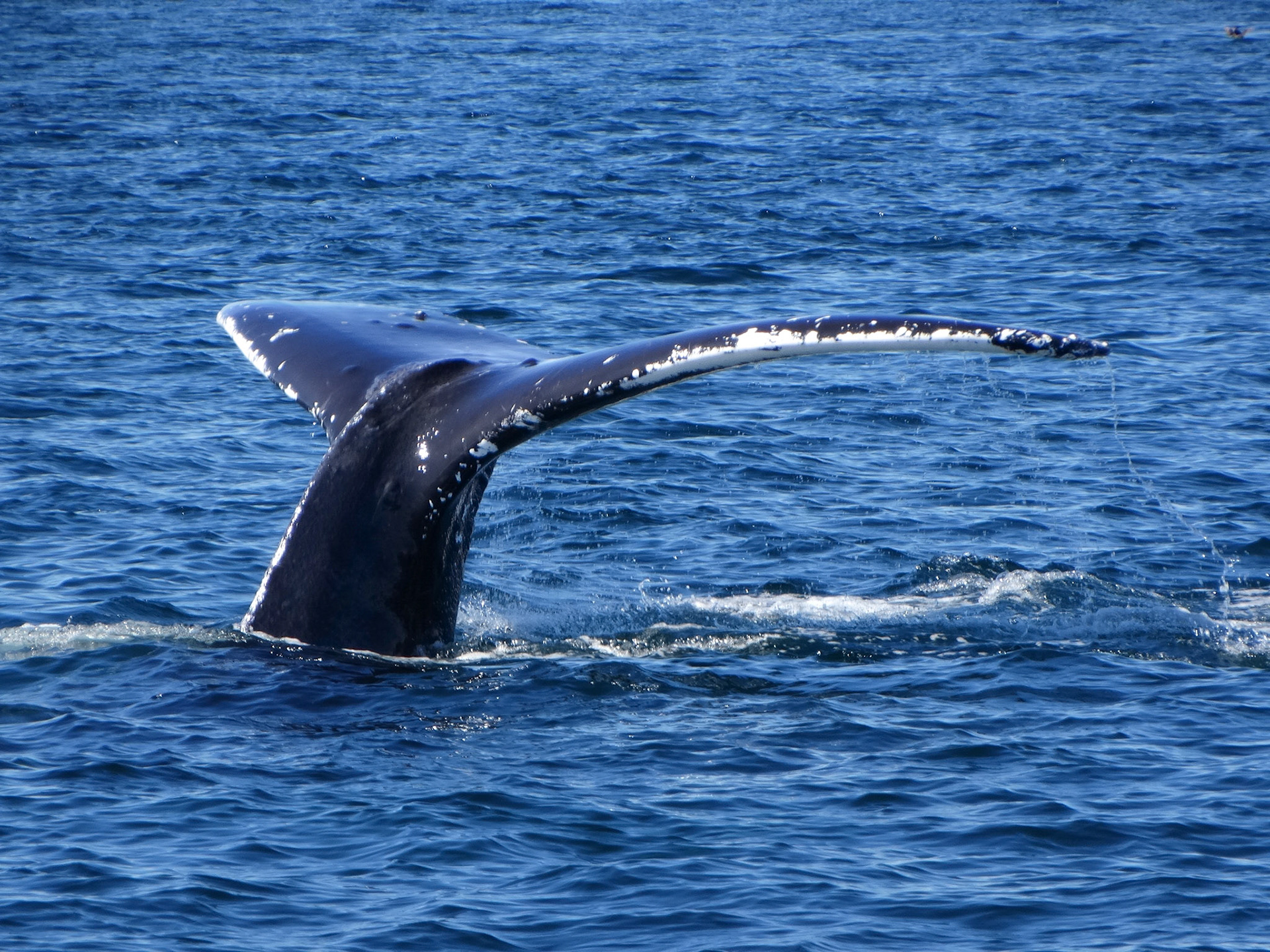 Tail fluke of a Humpback Whale, Canada
