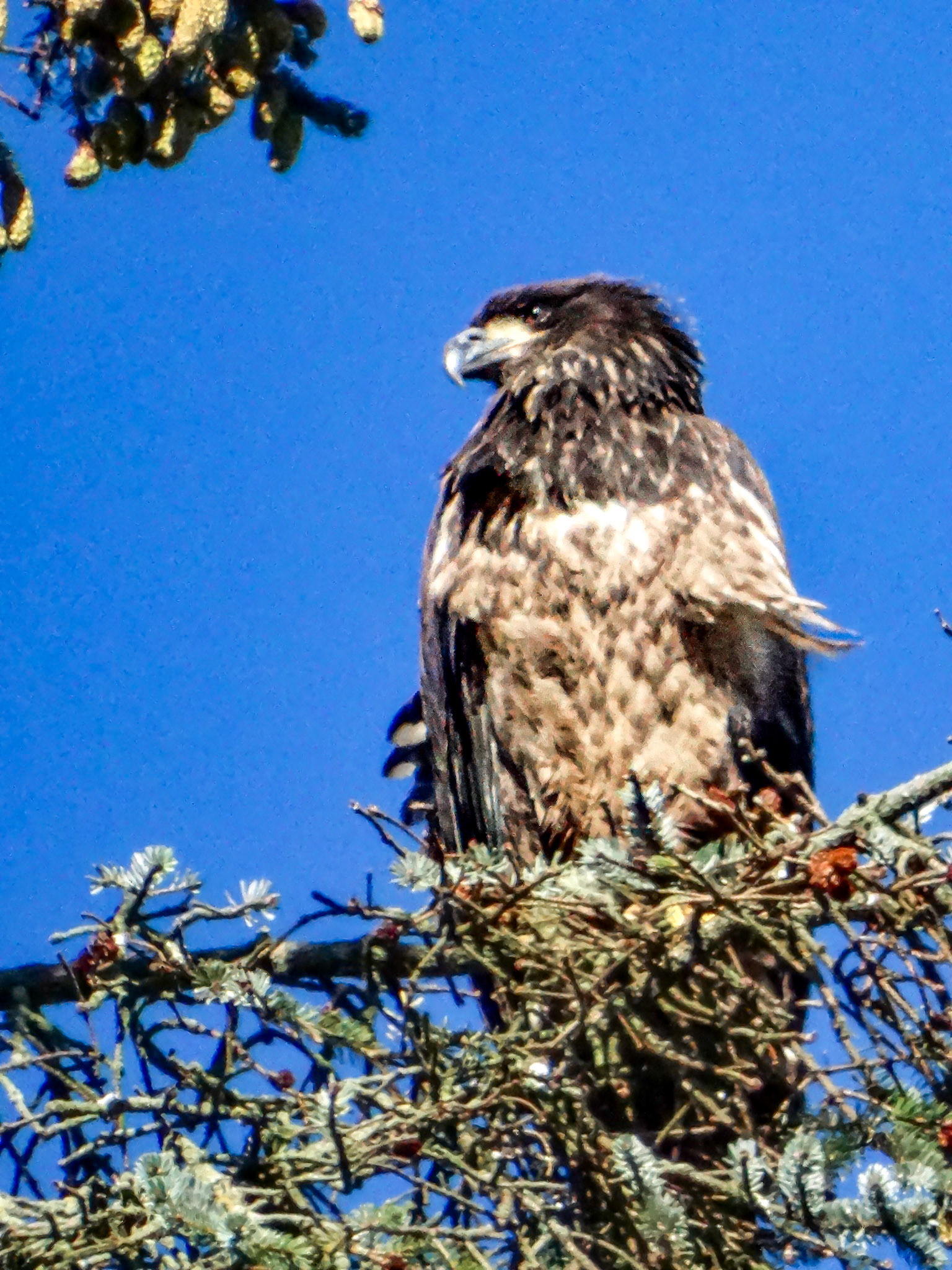 Juvenile Bald Eagle, BC Canada