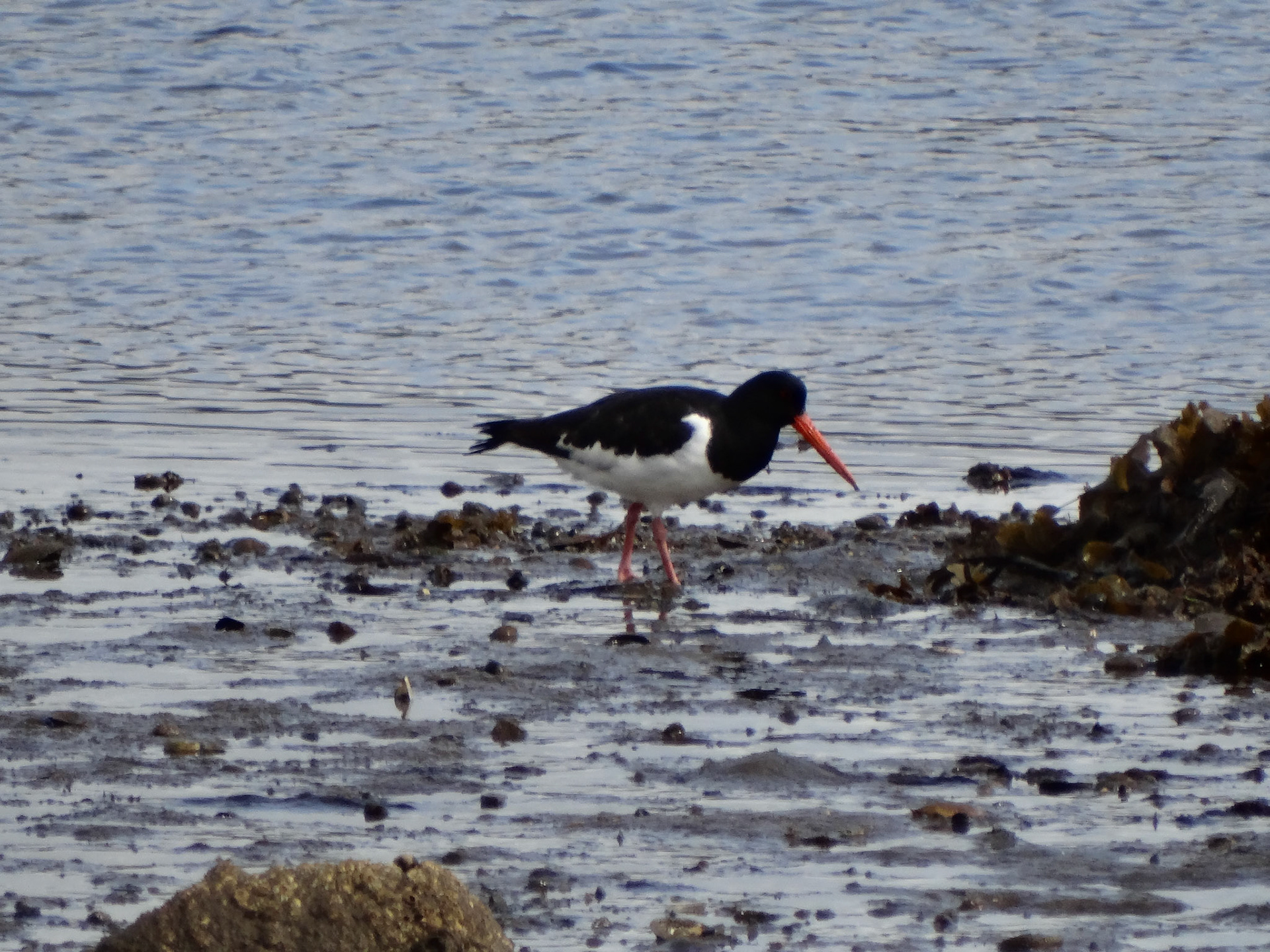 Oystercatcher