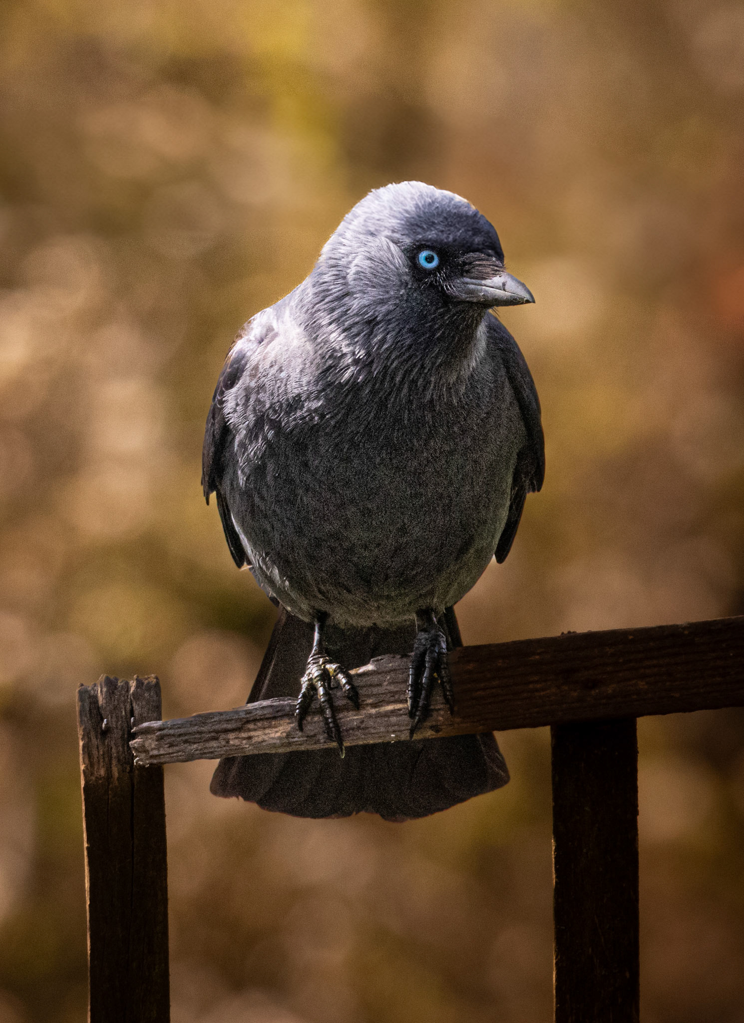 Just ‘Jack’ my chatty Jackdaw