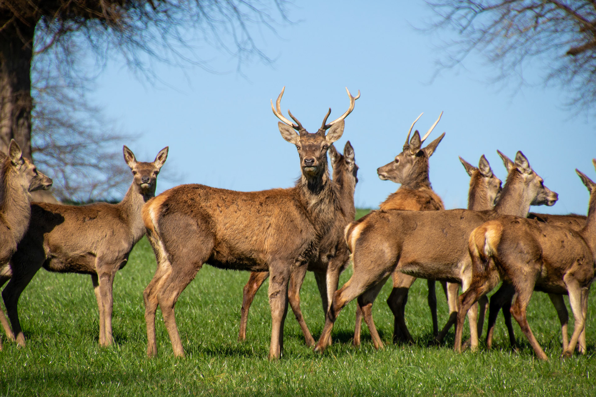 Red Deer Herd, Peak District