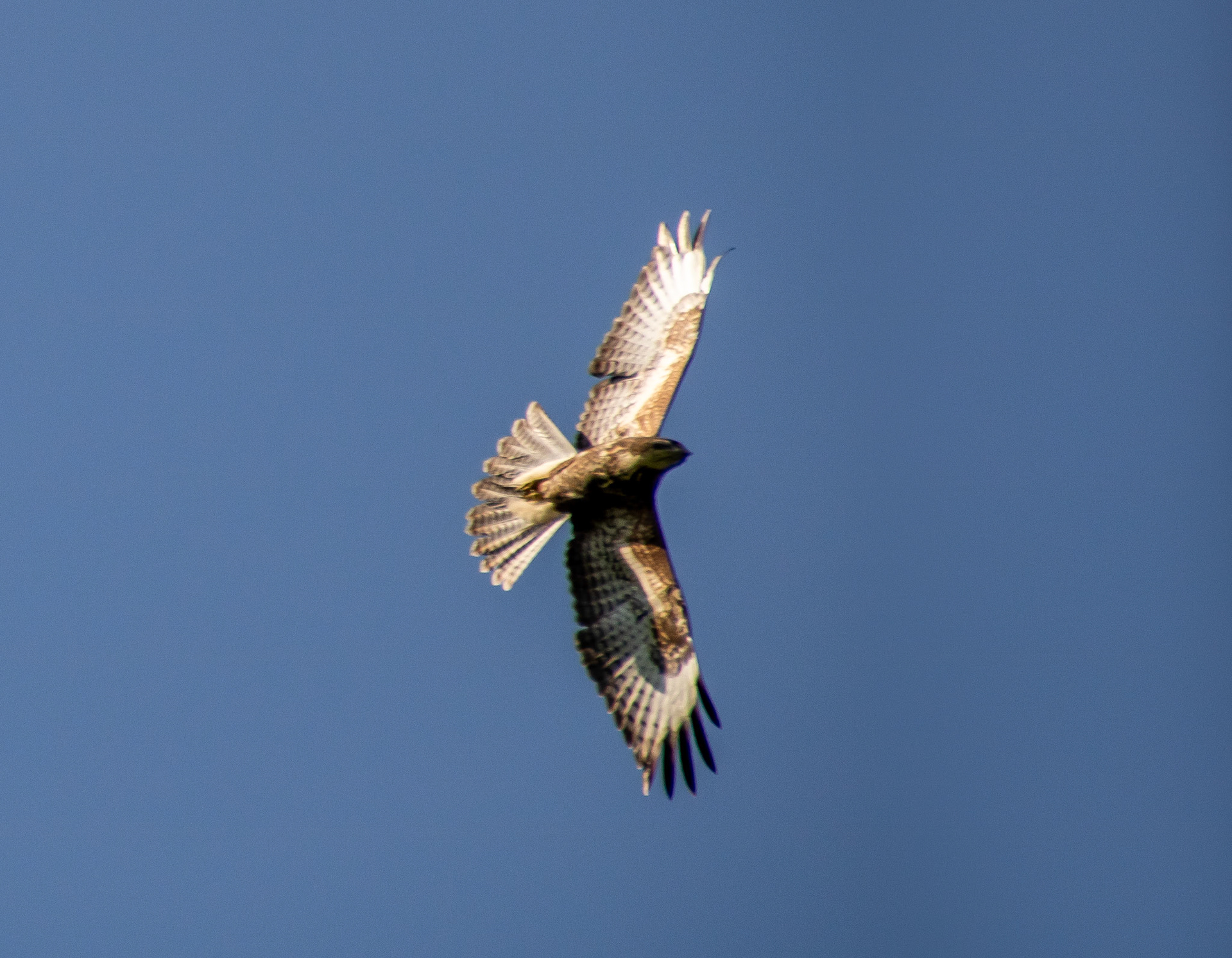 Buzzard, Peak District Uk