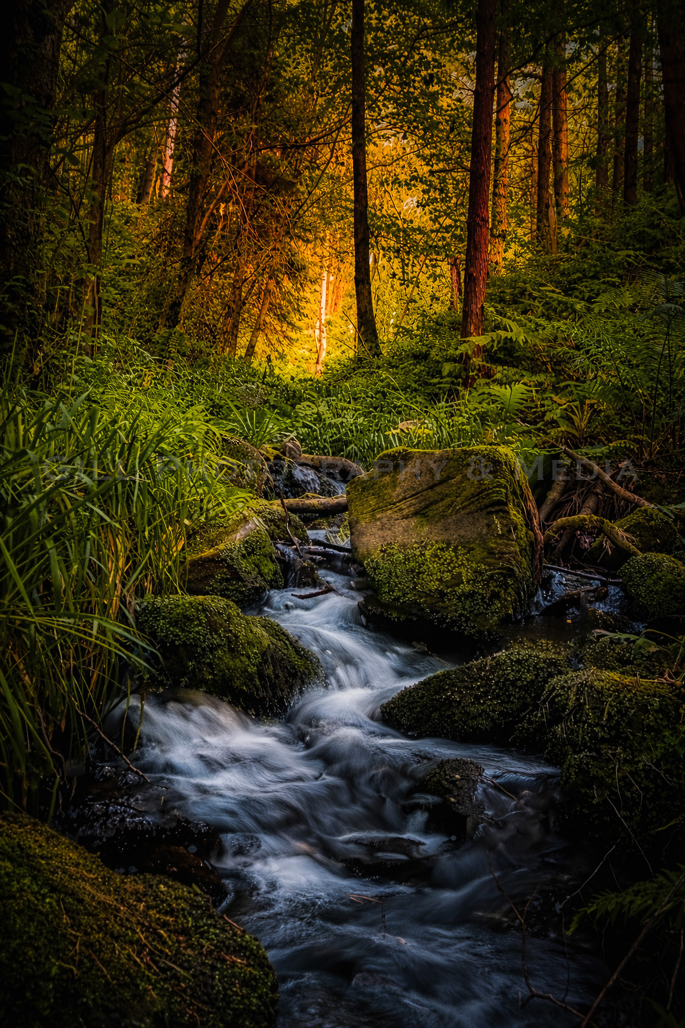 Enchanted Wood - New Dawn