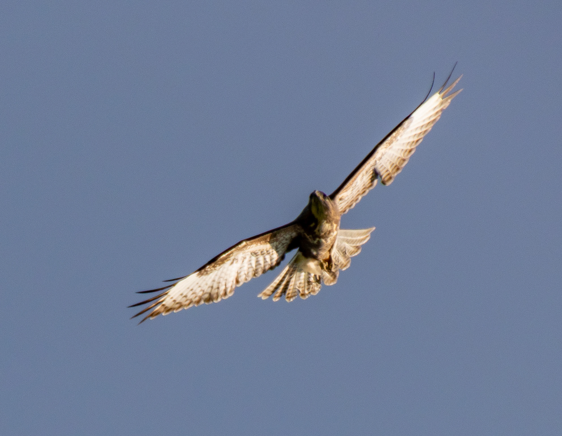 Buzzard, Peak District Uk