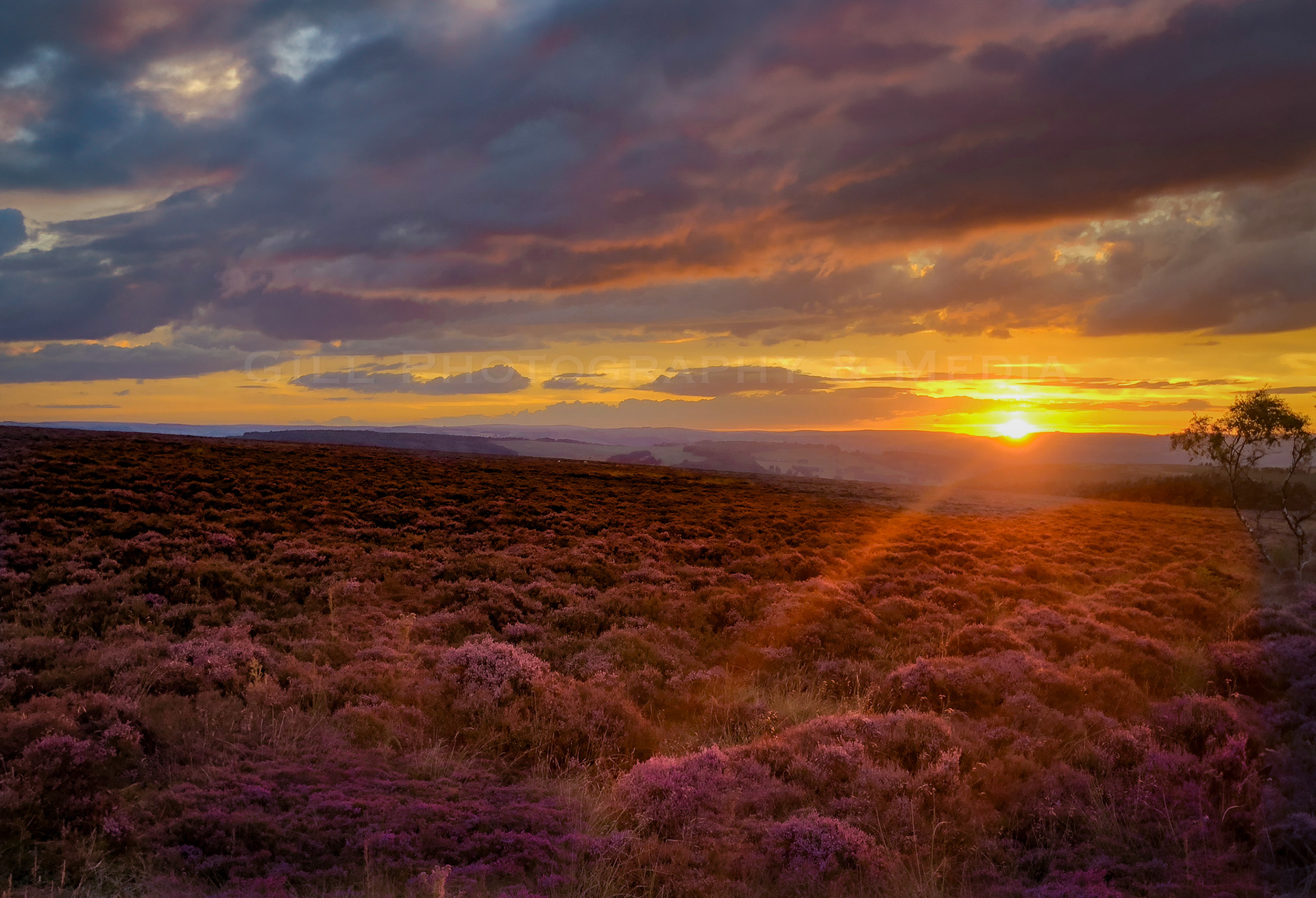 Carpet of Heather - Beeley Moor
