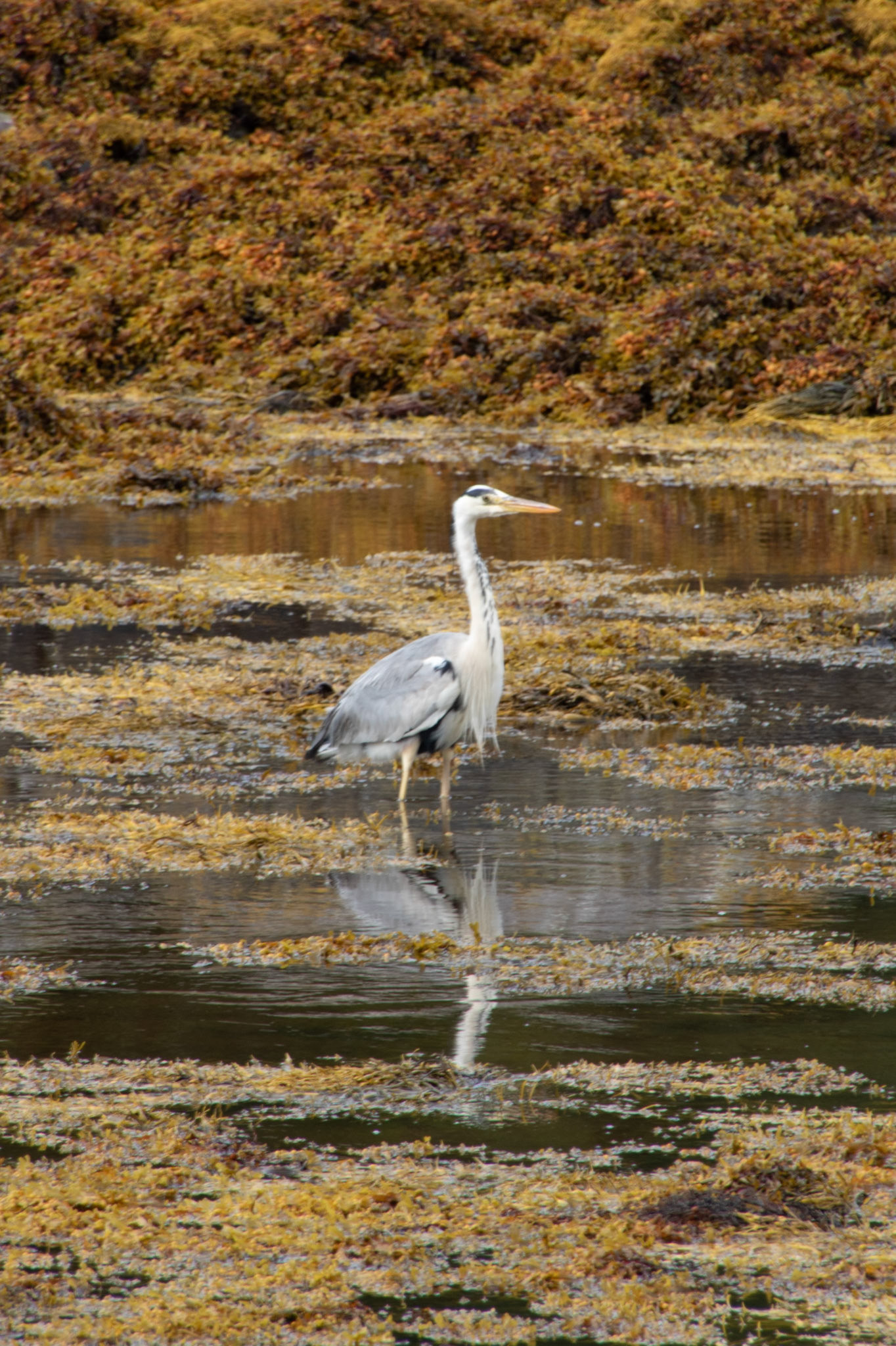 Grey Heron, Scotland