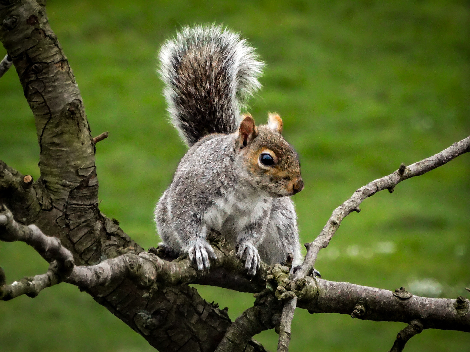 Grey Squirrel