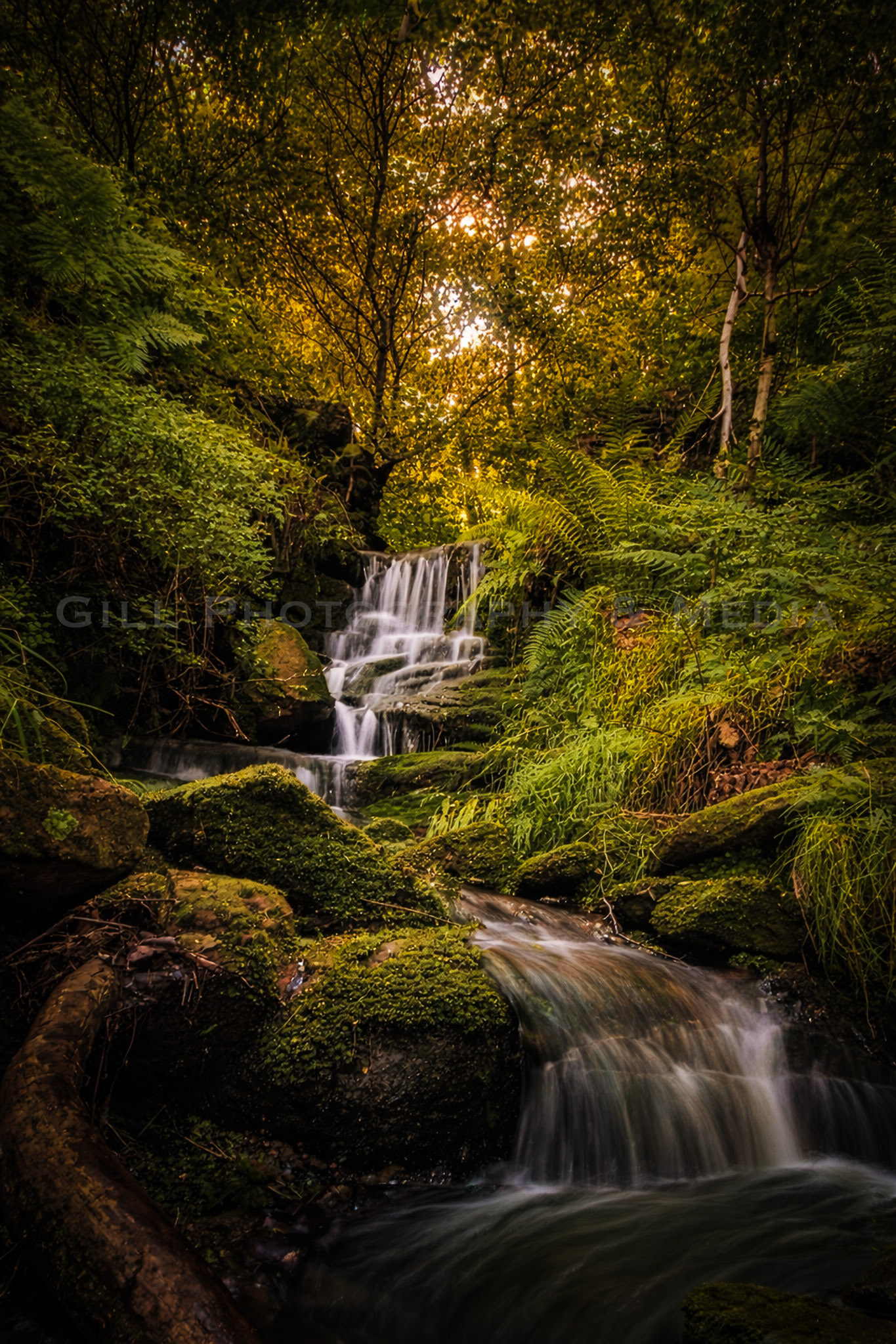 Enchanted Wood - Contemplation
