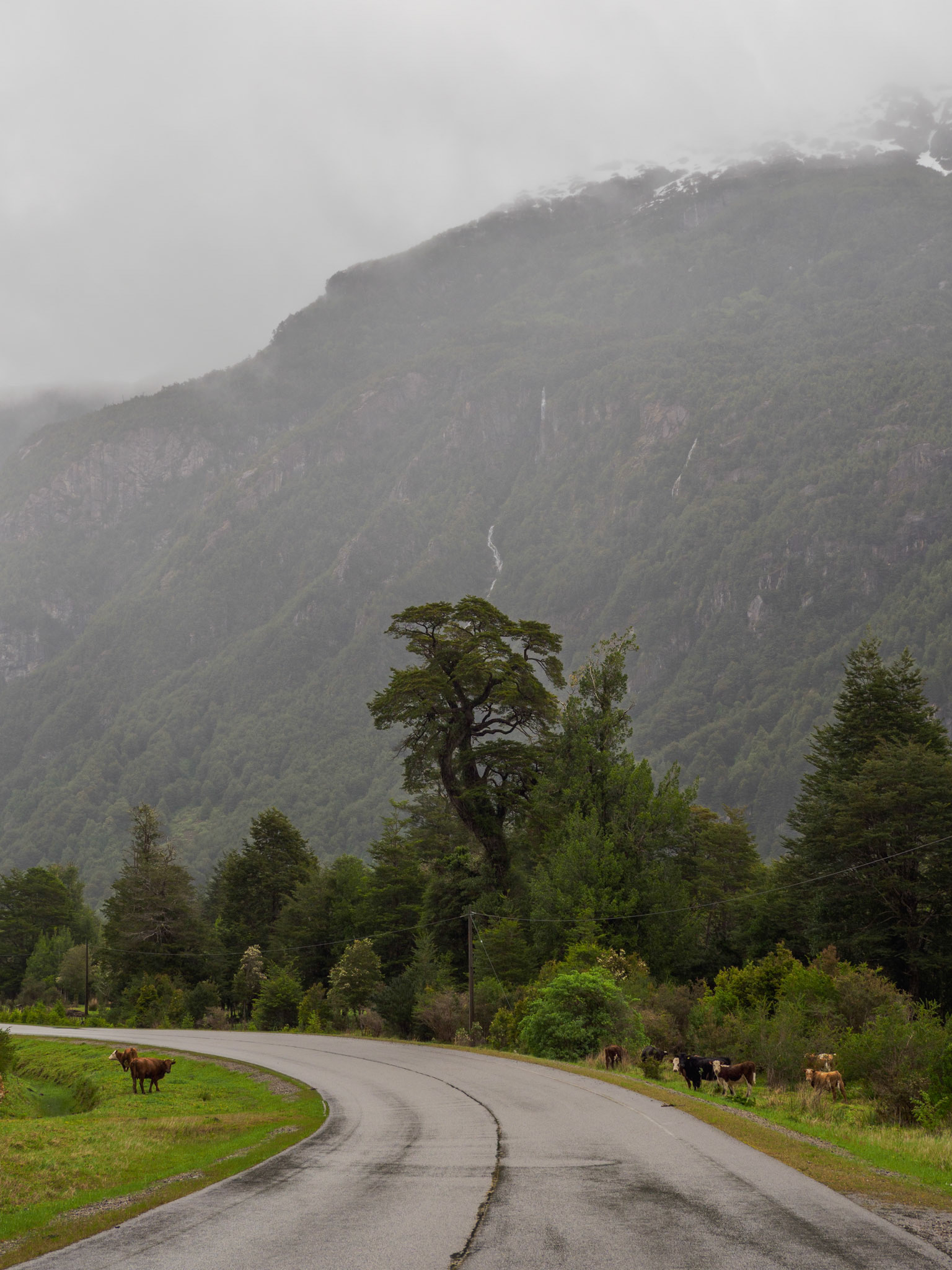 Kühe stehen Spalier