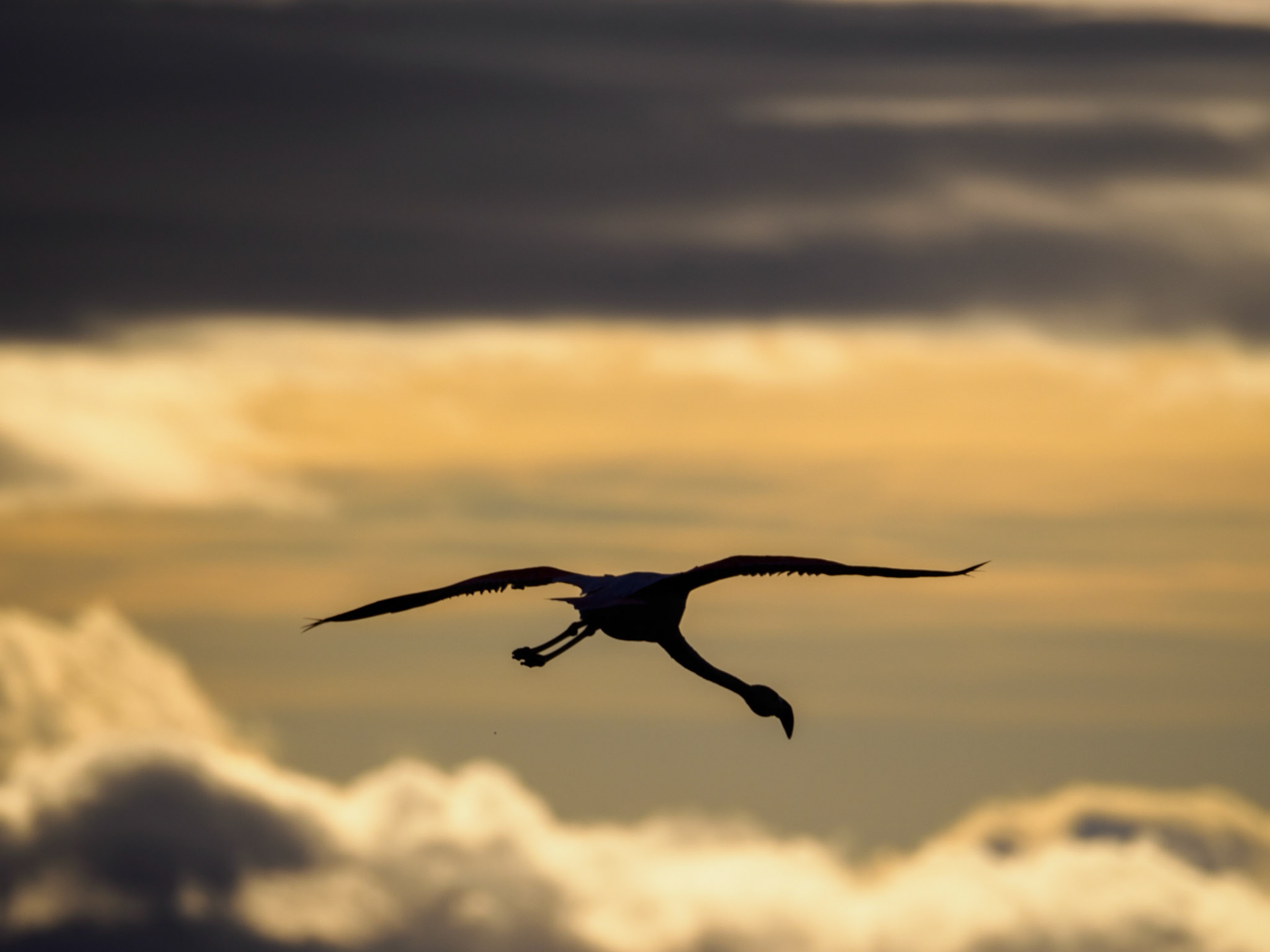 Chileflamingo fliegt in den Sonnenuntergang