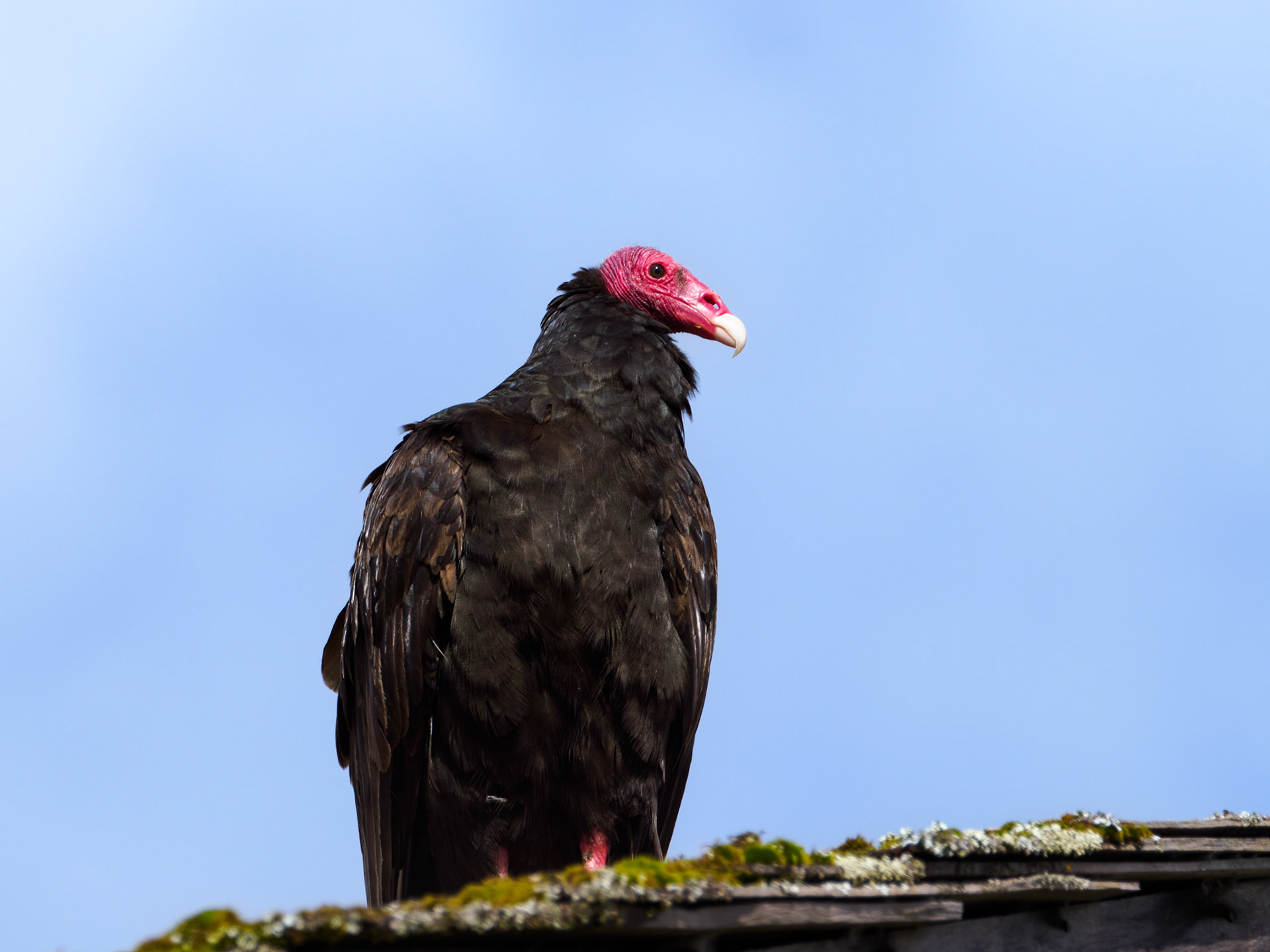 Truthahngeier in Hornopirén