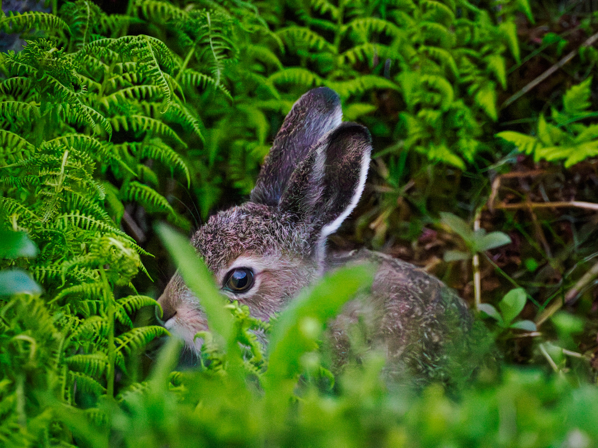 Ein kleiner Hase versteckt sich
