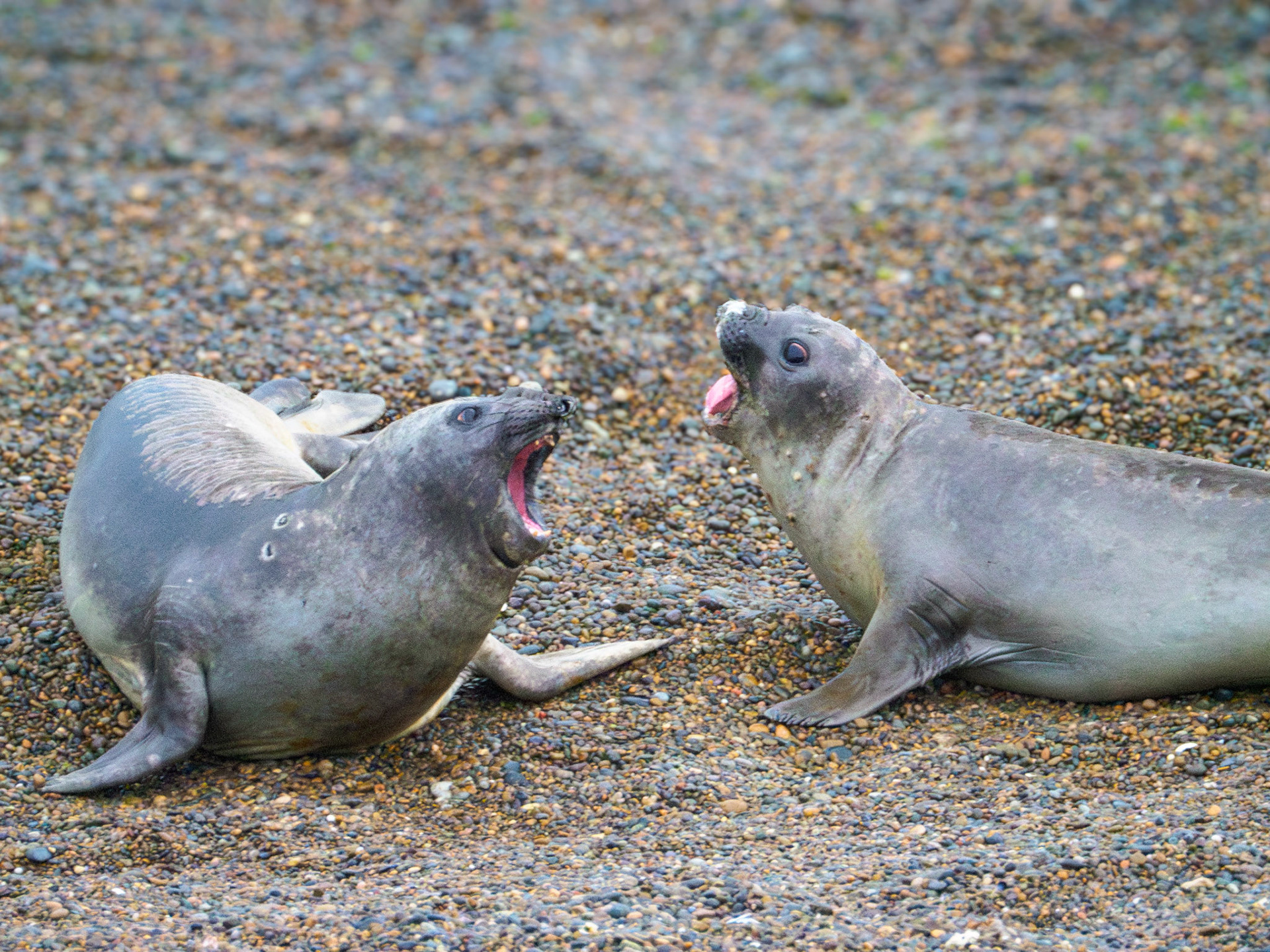 Kämpfende See-Elefanten