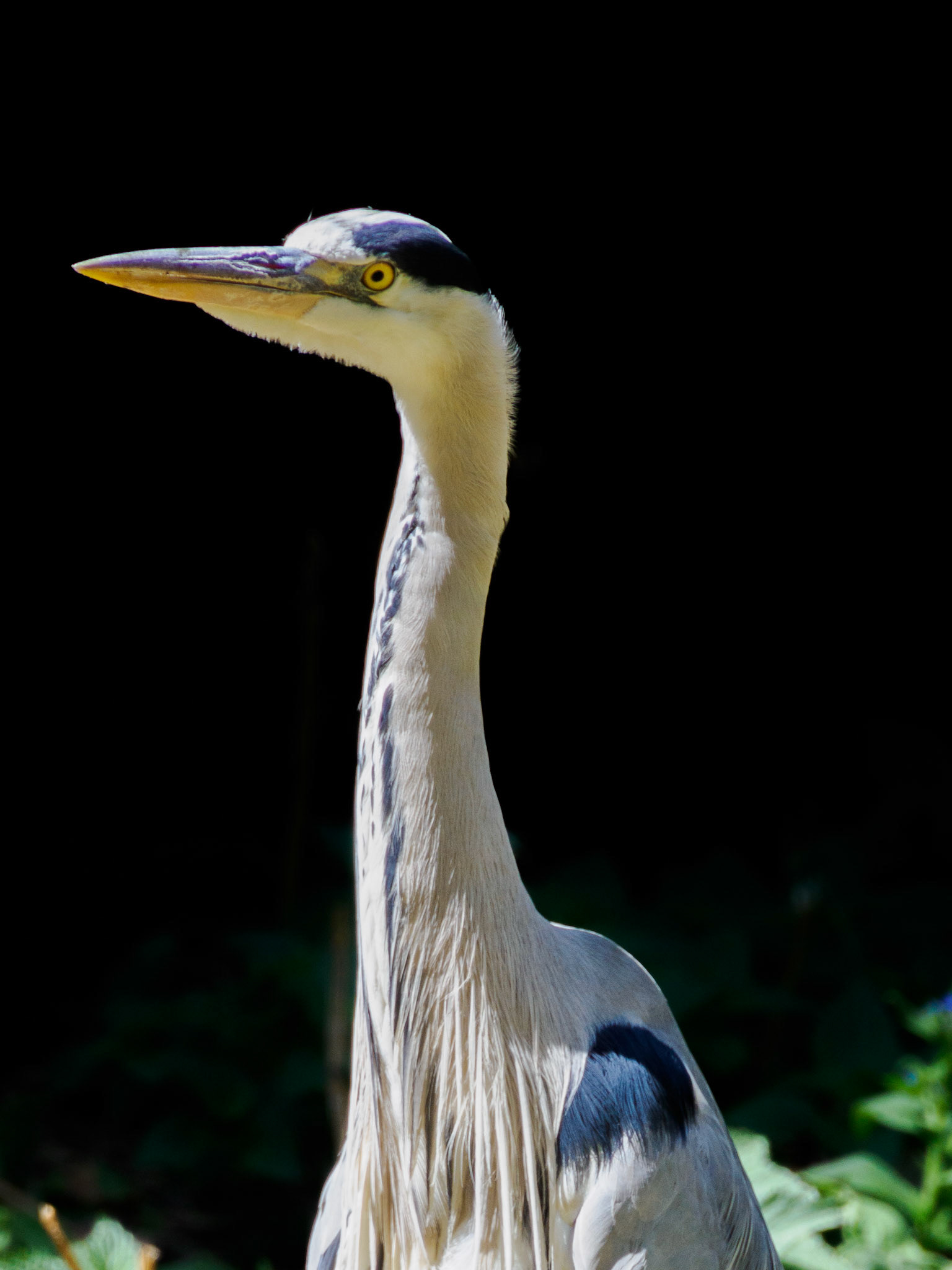 Heron in St. James's park