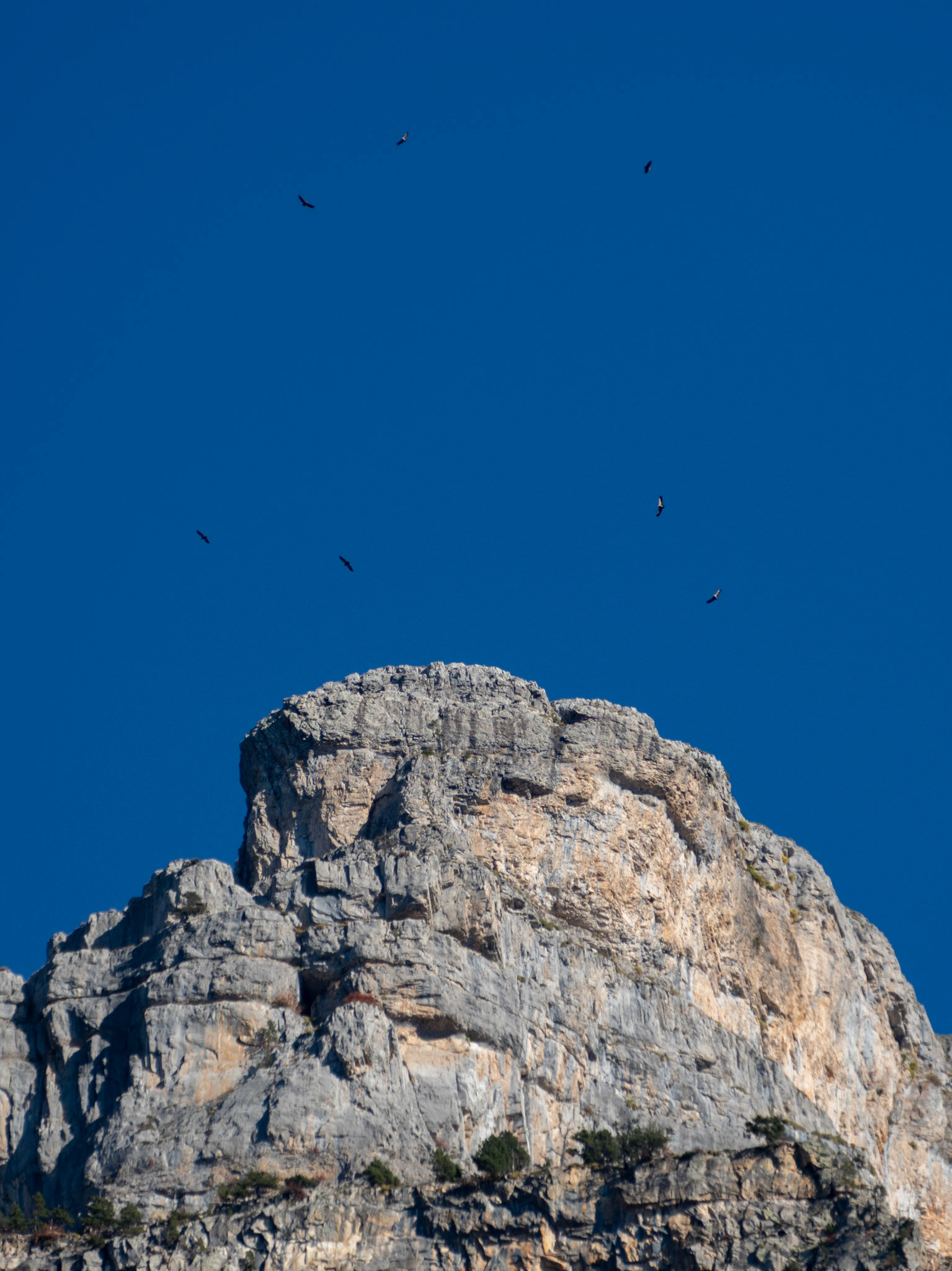 Geier über dem Cañon de Añisclo