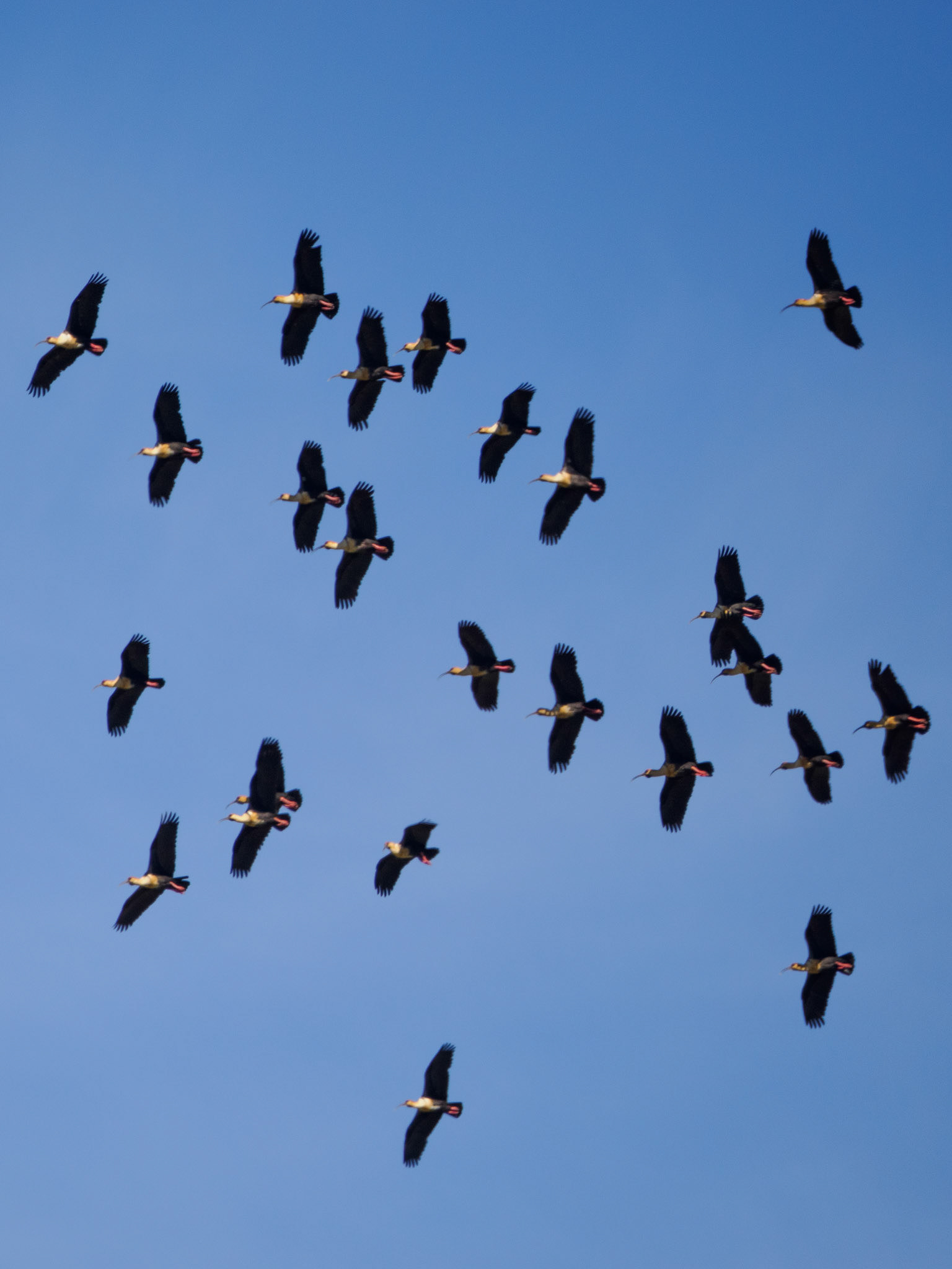 Fliegende Schwarzzügelibisse