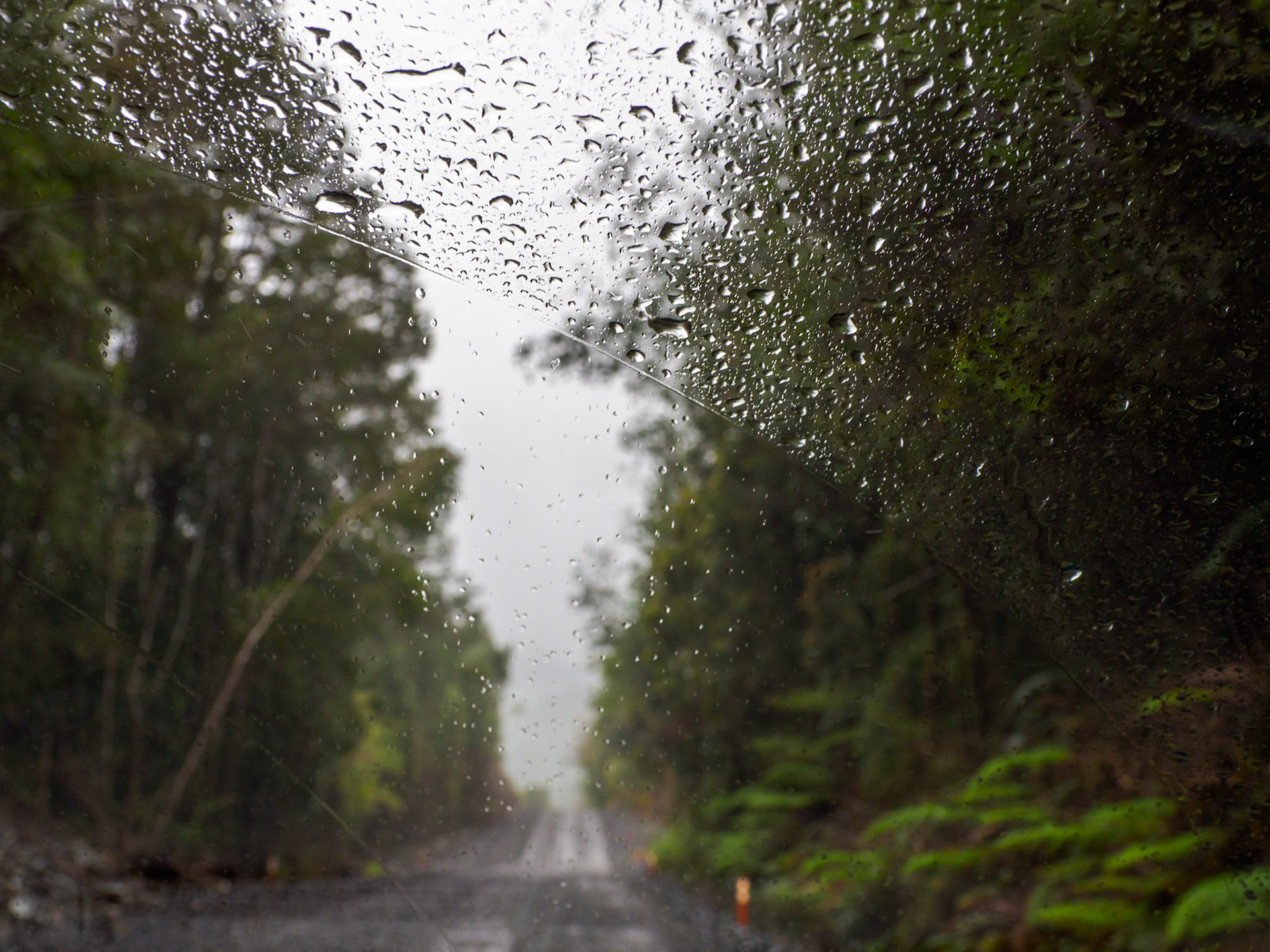 Im nordpatagonischen Regenwald