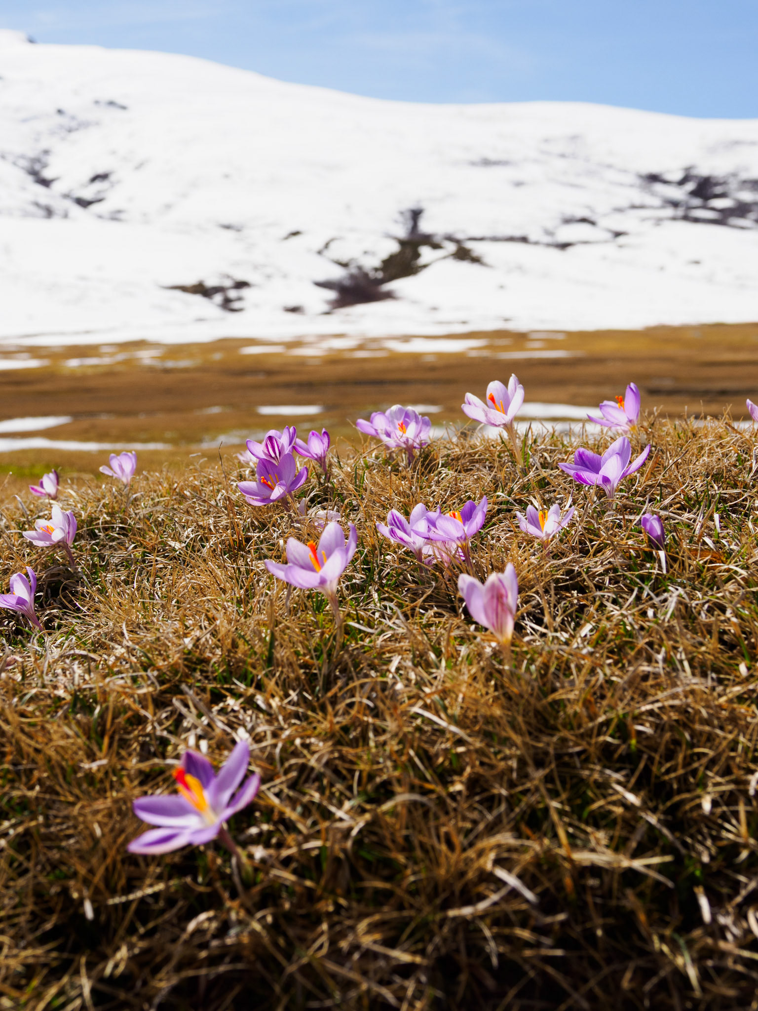 Krokusse