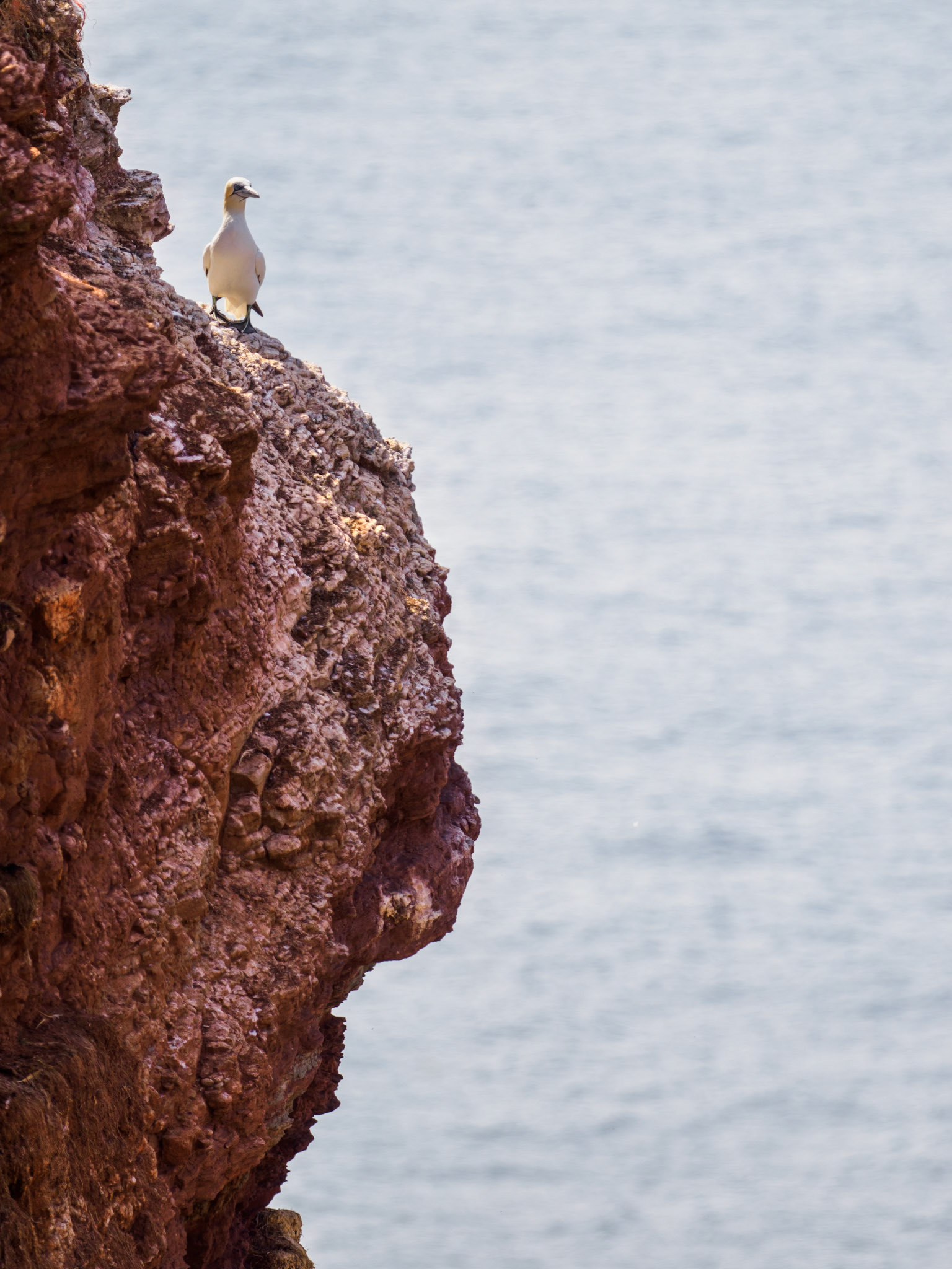 Basstölpel in der Nähe der Nester