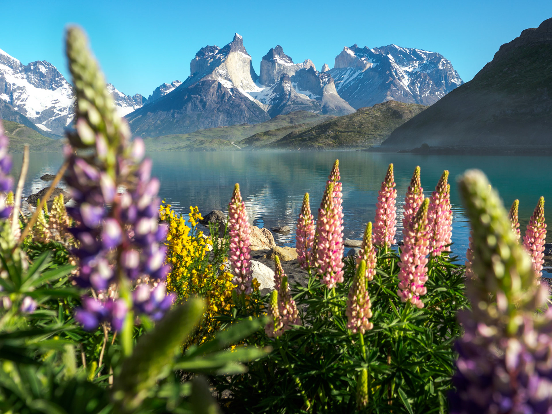 Lupinen am Lago Pehoe