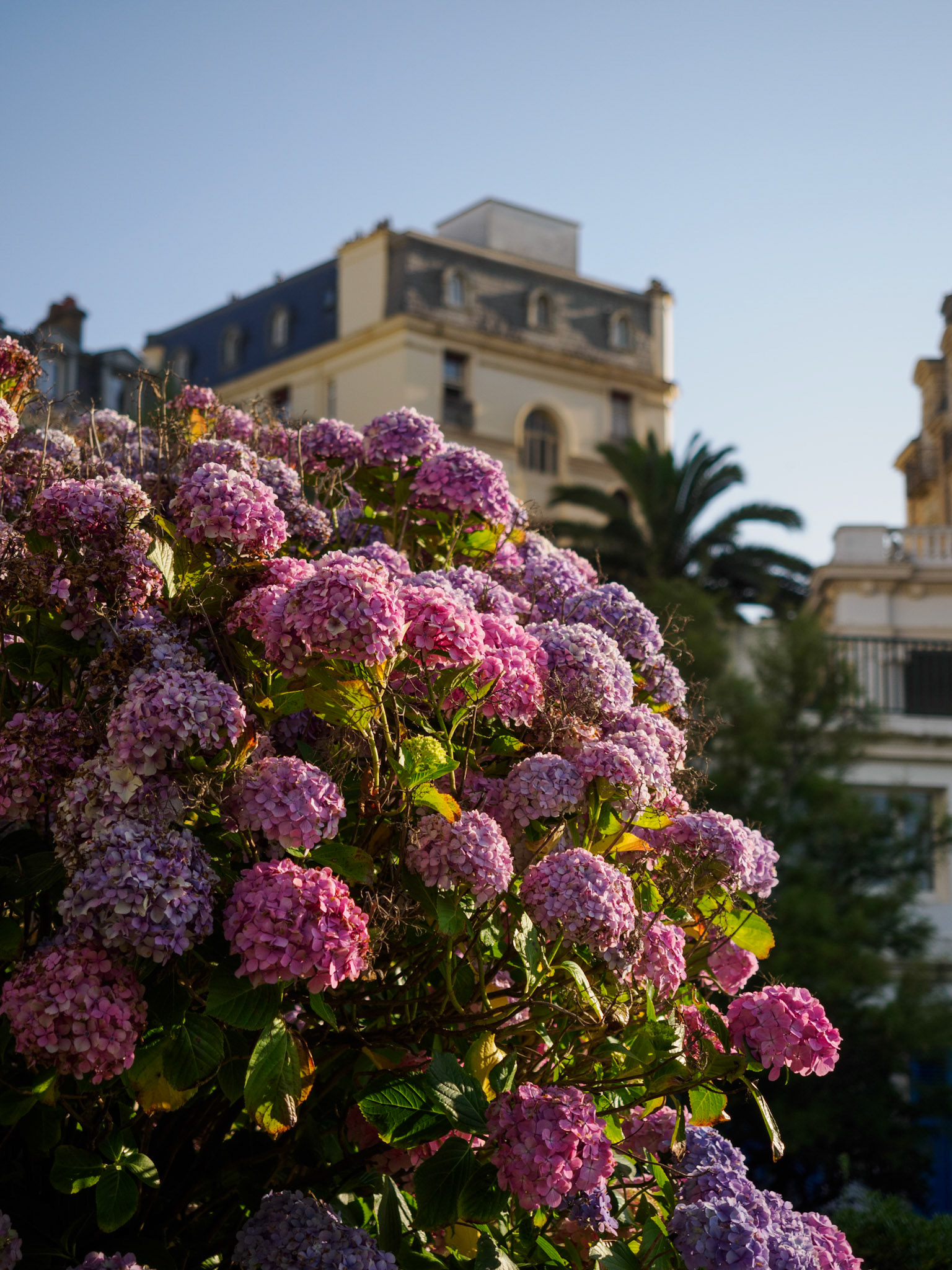 Hortensien in Biarritz